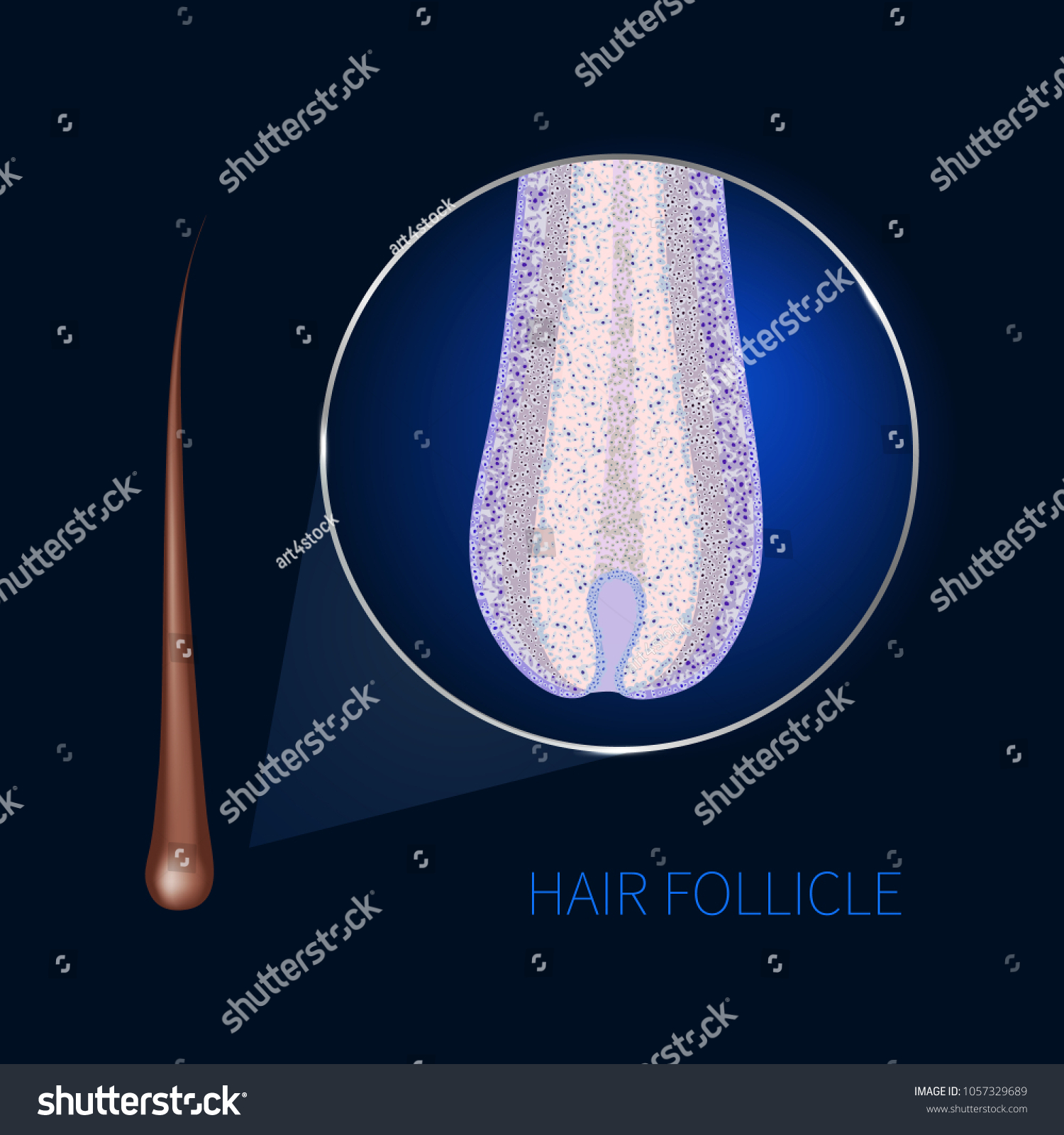 Hair Bulb Under Microscope Follicle Structure Stock Vector (Royalty ...