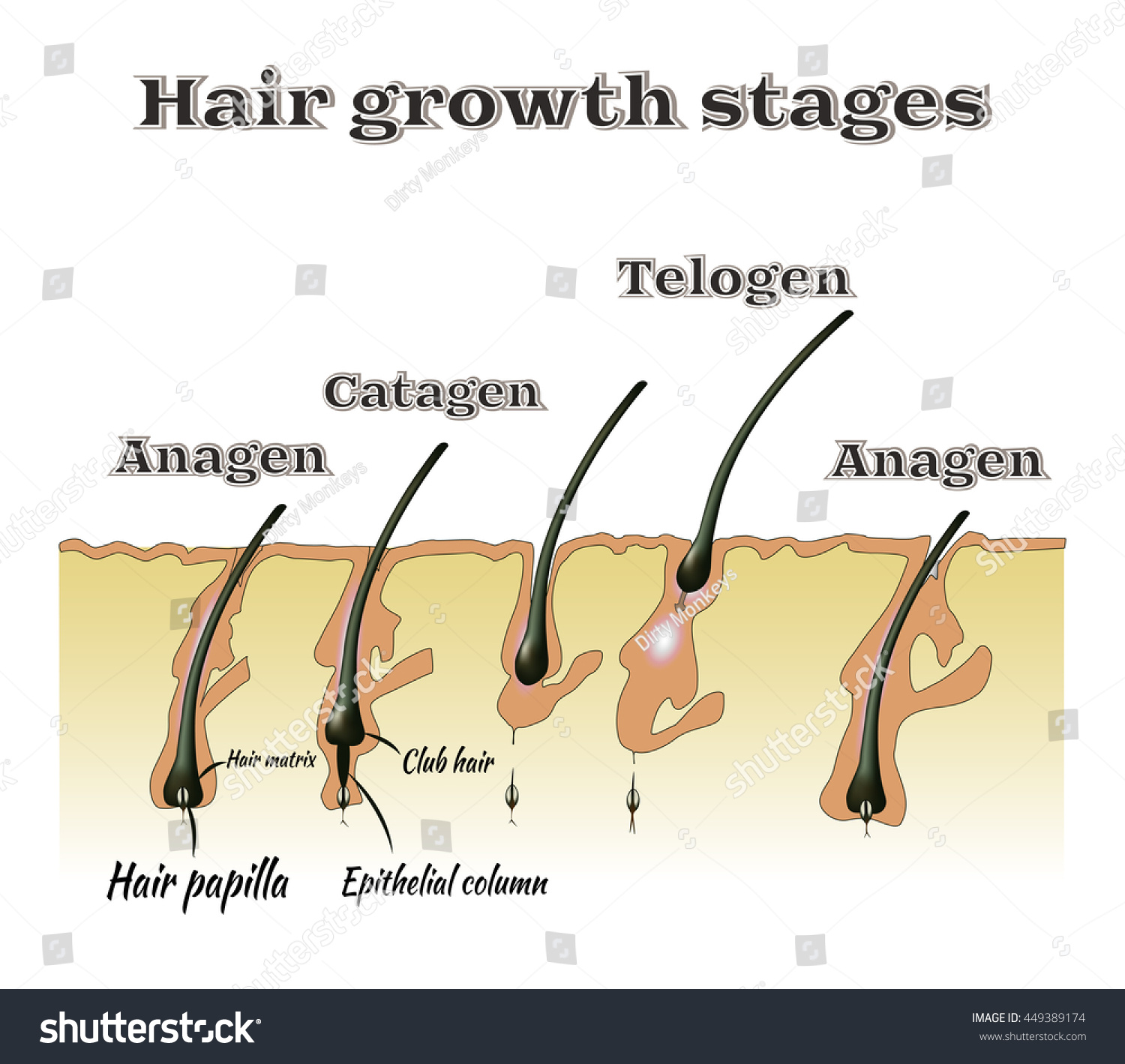 Hair Growth Stages Vector Illustration Stock Vector ...