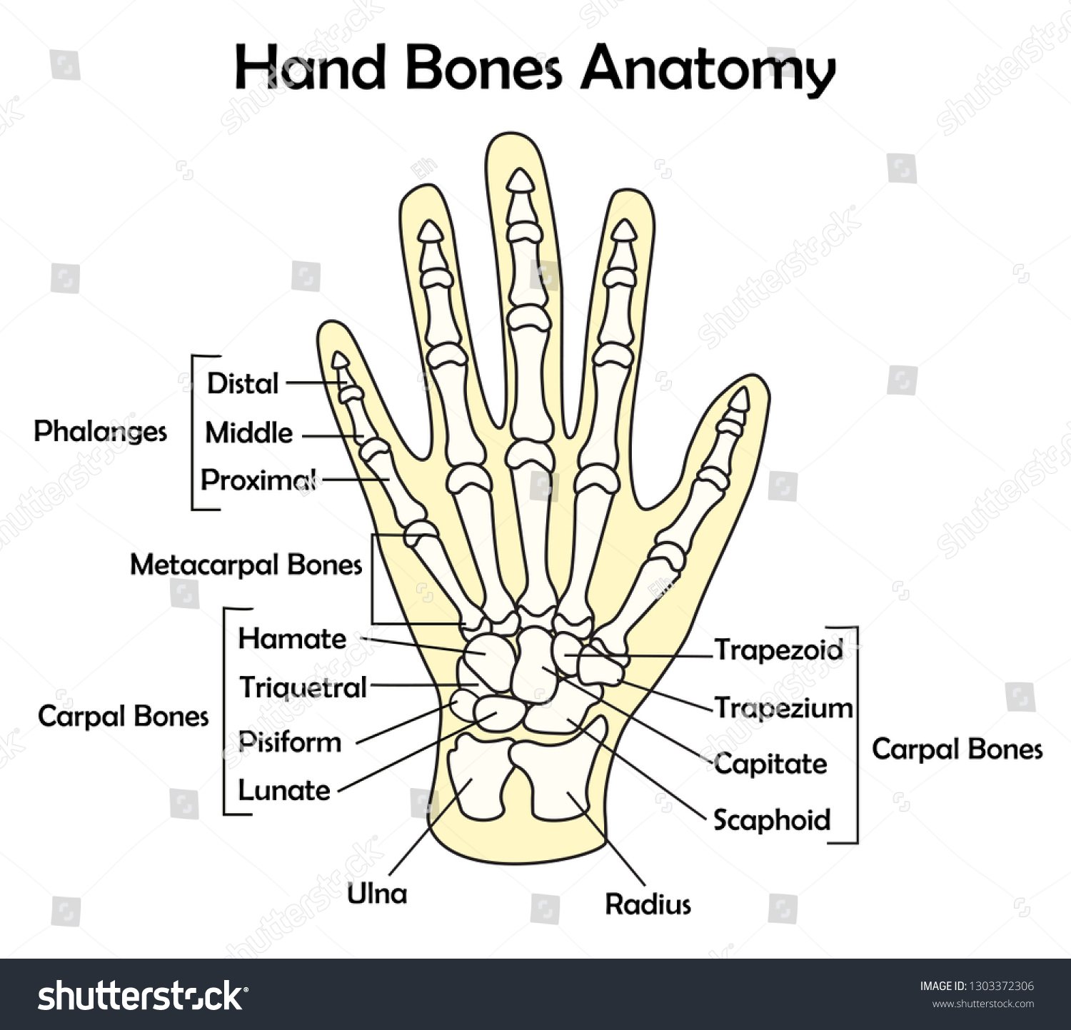 hand-bone-anatomy-detail-vector-illustration-stock-vector-royalty-free