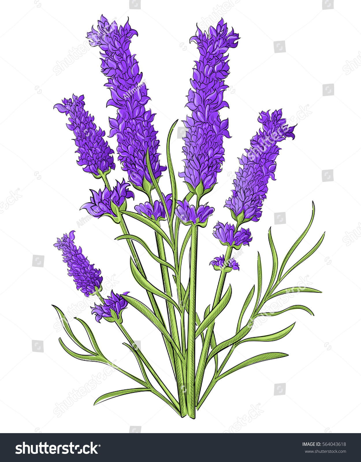 Hand Draw Lavender Pencil Drawing Vector vector de stock (libre de