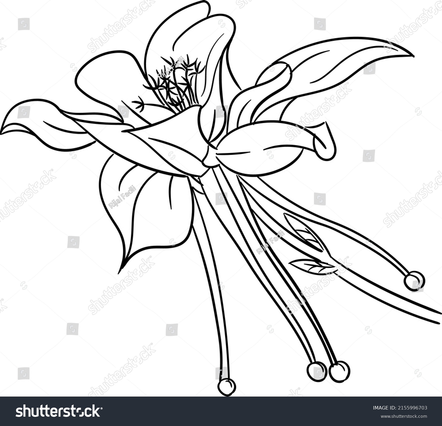 Hand Drawing Columbine Flower Color Kids Stock Vector (Royalty Free ...