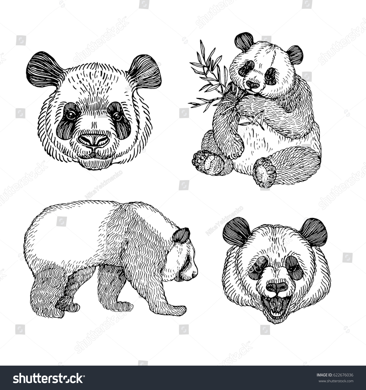 Hand Drawing Panda Vector Illustration Engraving Stock Vector 622676036 ...