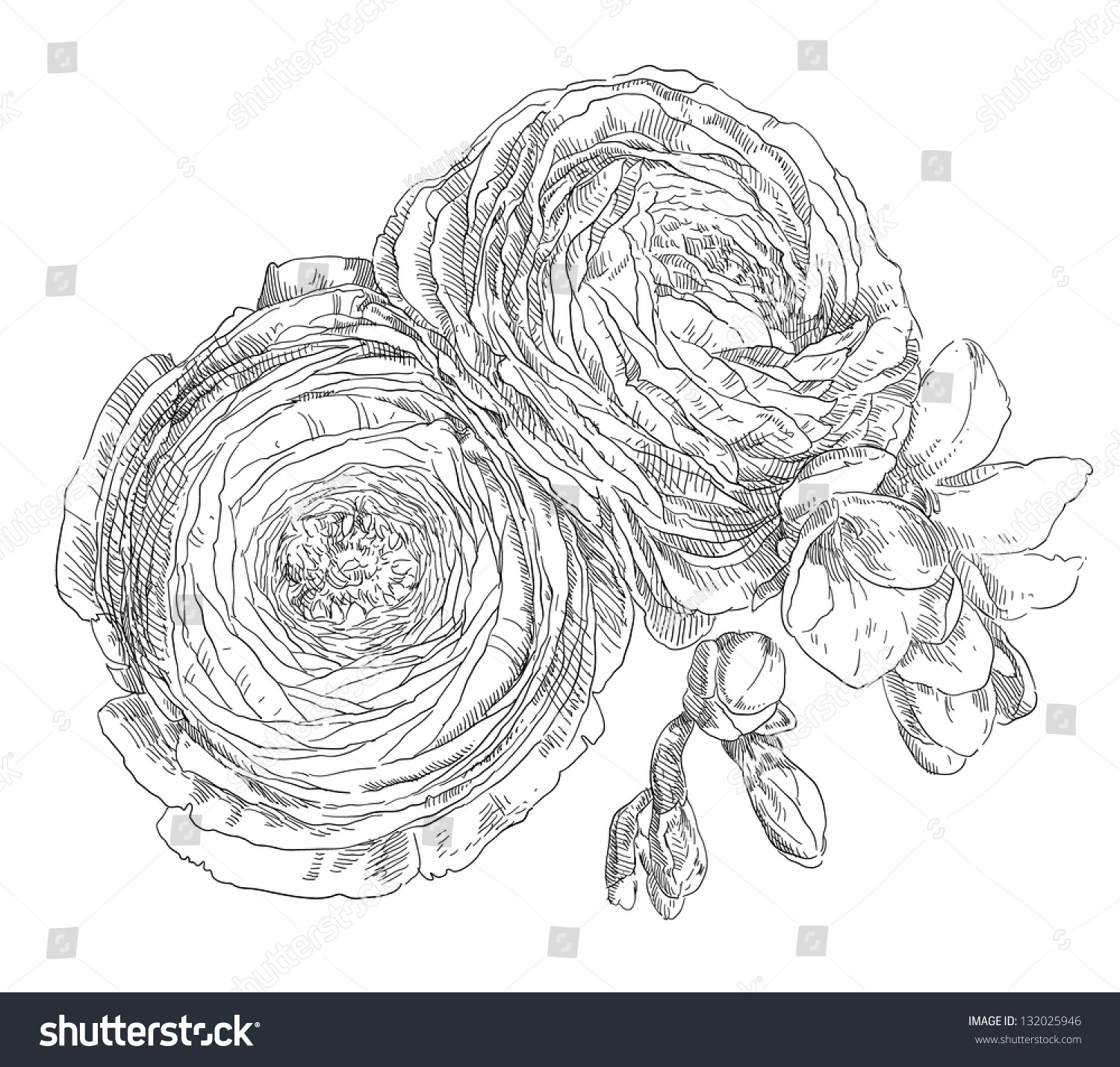 Hand Drawing Ranunculus Flower Blossom Stock Vector (Royalty Free