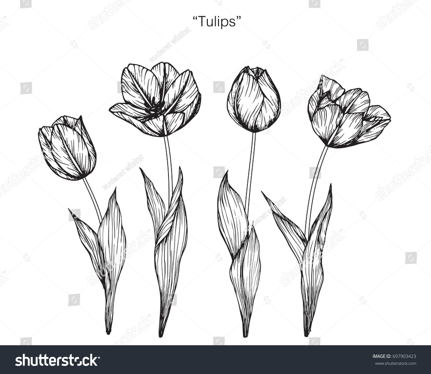 手描きのチューリップの花をスケッチします 白黒の線付きイラスト のベクター画像素材 ロイヤリティフリー