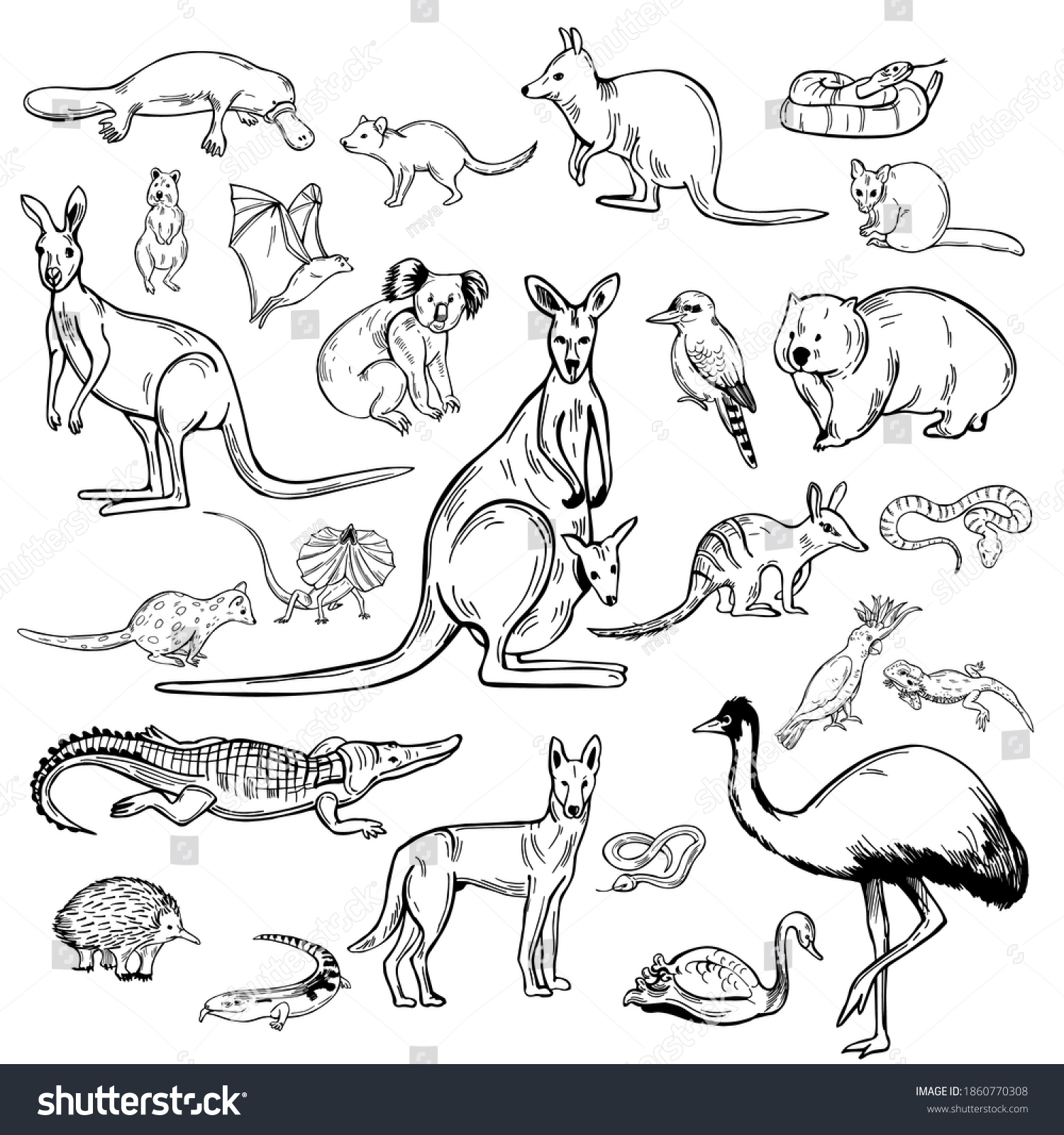 Hand Drawn Animals Birds Australia Vector Stock Vector (Royalty Free ...