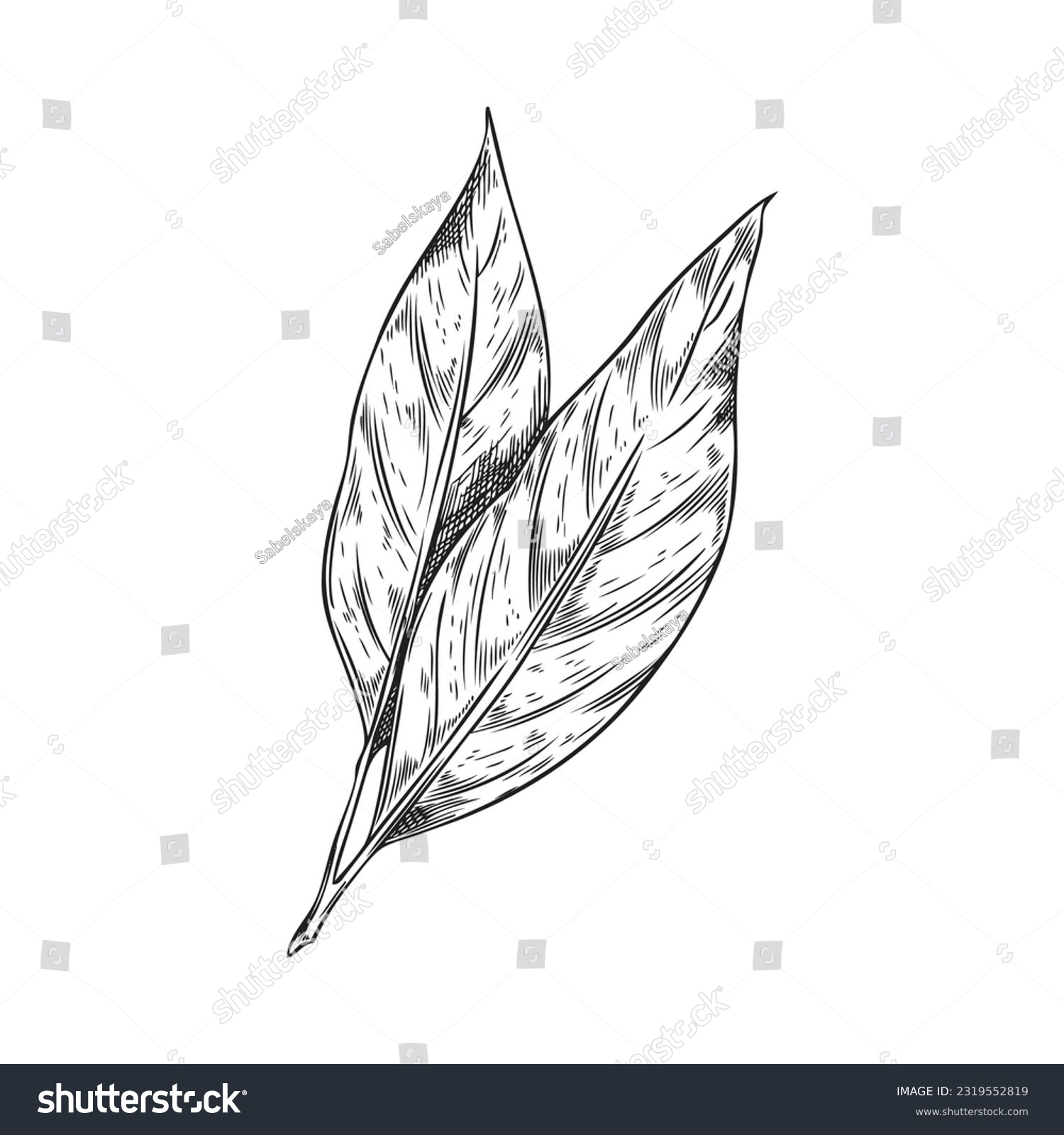 SVG of Hand drawn bay leaf plant, monochrome sketch vector illustration isolated on white background. Bay laurel leaves with engraving texture. Aromatic herb for cooking and food seasoning. svg