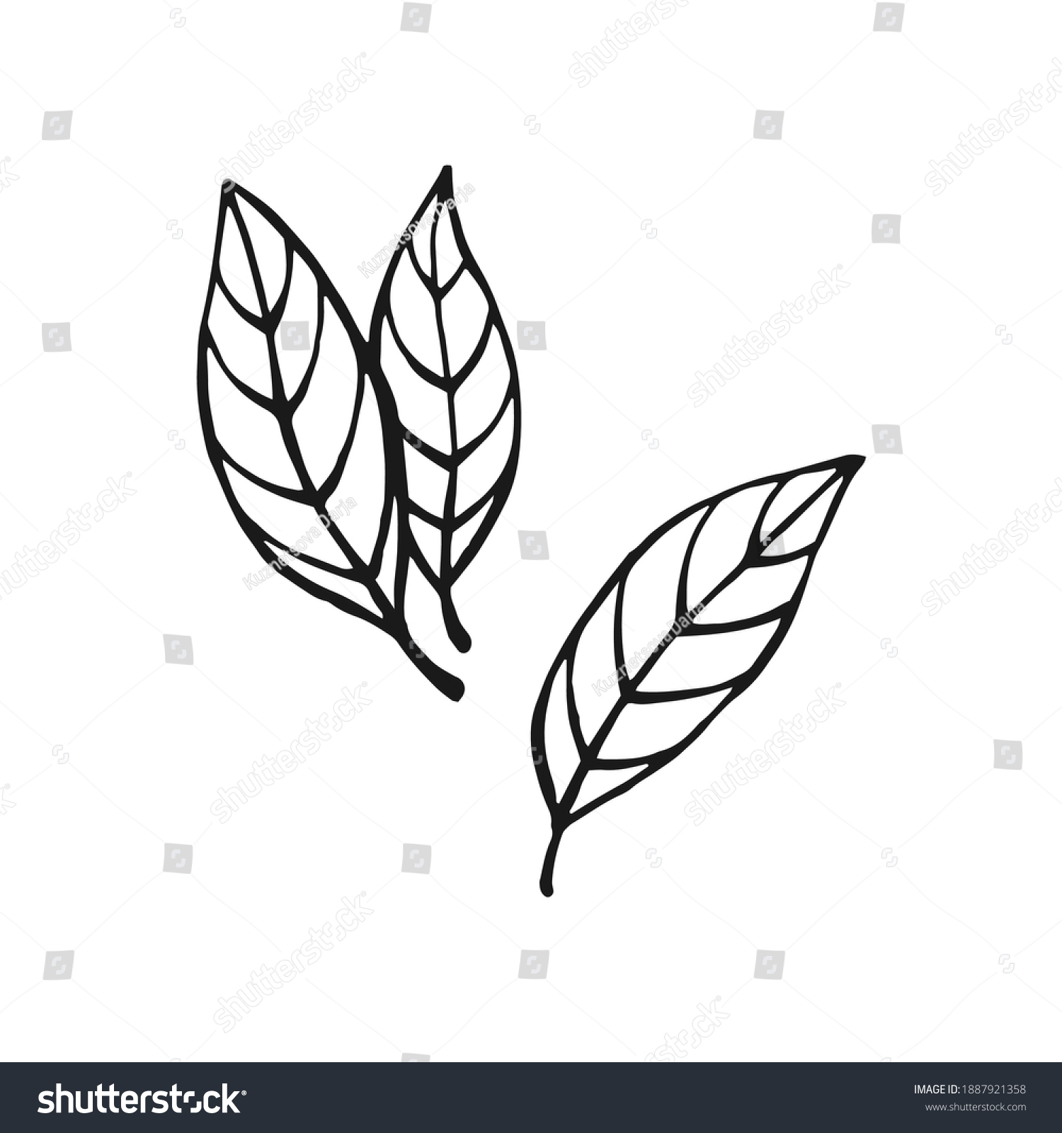 SVG of Hand drawn bay leaves. Design elements isolated on white. Cooking icons. Vector illustration. svg