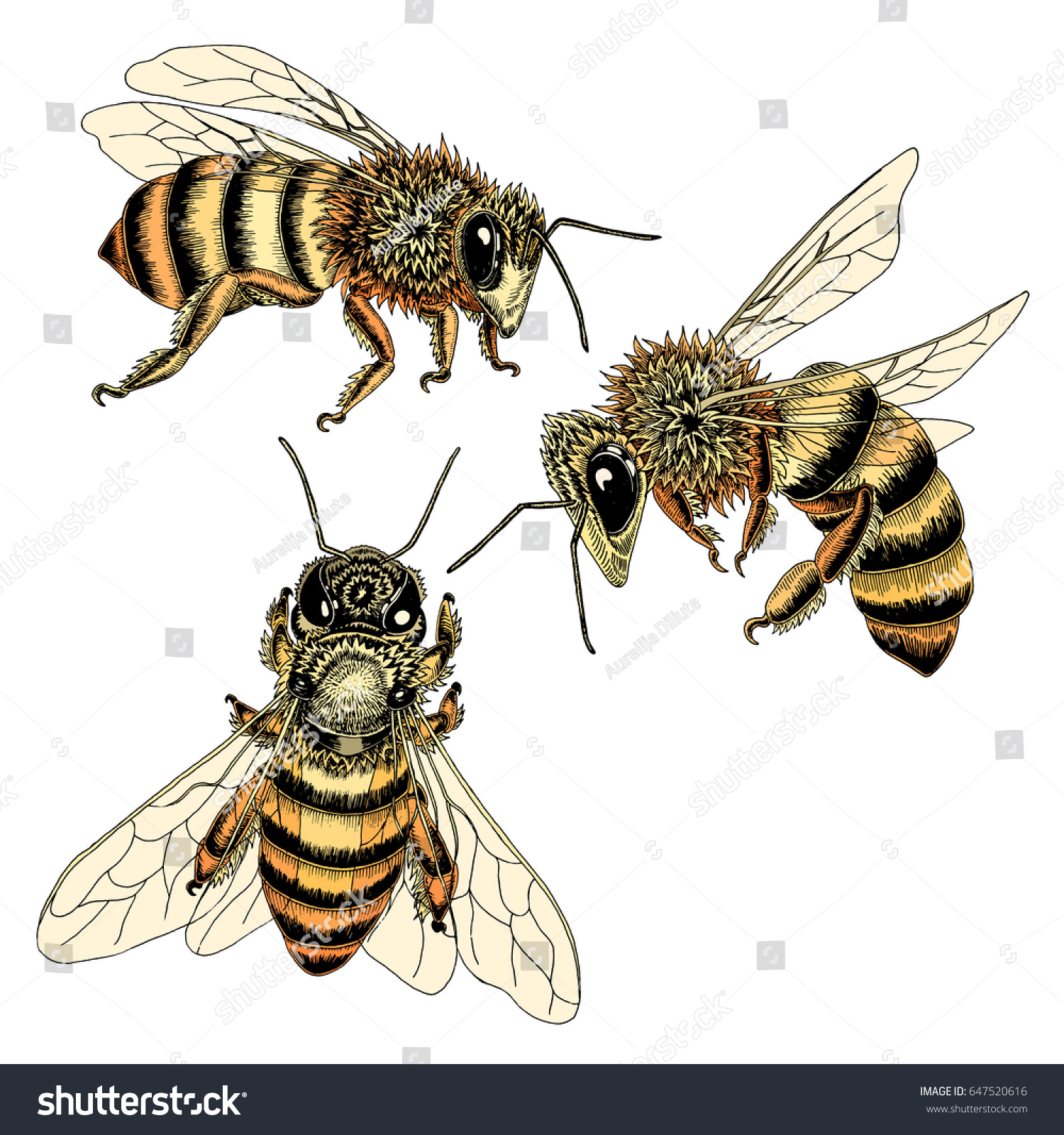 https://image.shutterstock.com/z/stock-vector-hand-drawn-bees-sketch