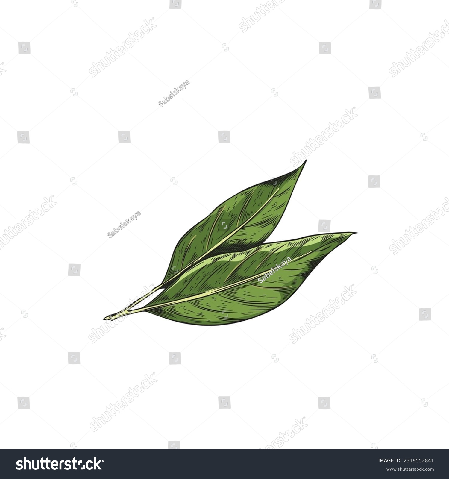 SVG of Hand drawn branch bay leaf. Green tea leaves. Colorfull vector realistic sketch illustration of bay leaves isolated on white background. Herbs, spices, natural flavors concept svg