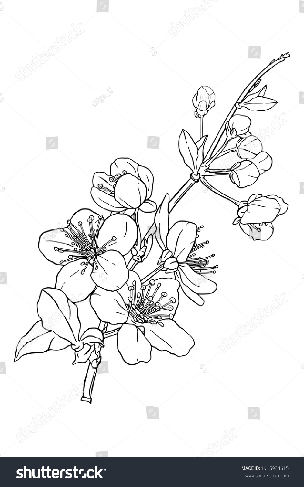 21,841 Black white cherry blossom branch Images, Stock Photos & Vectors ...