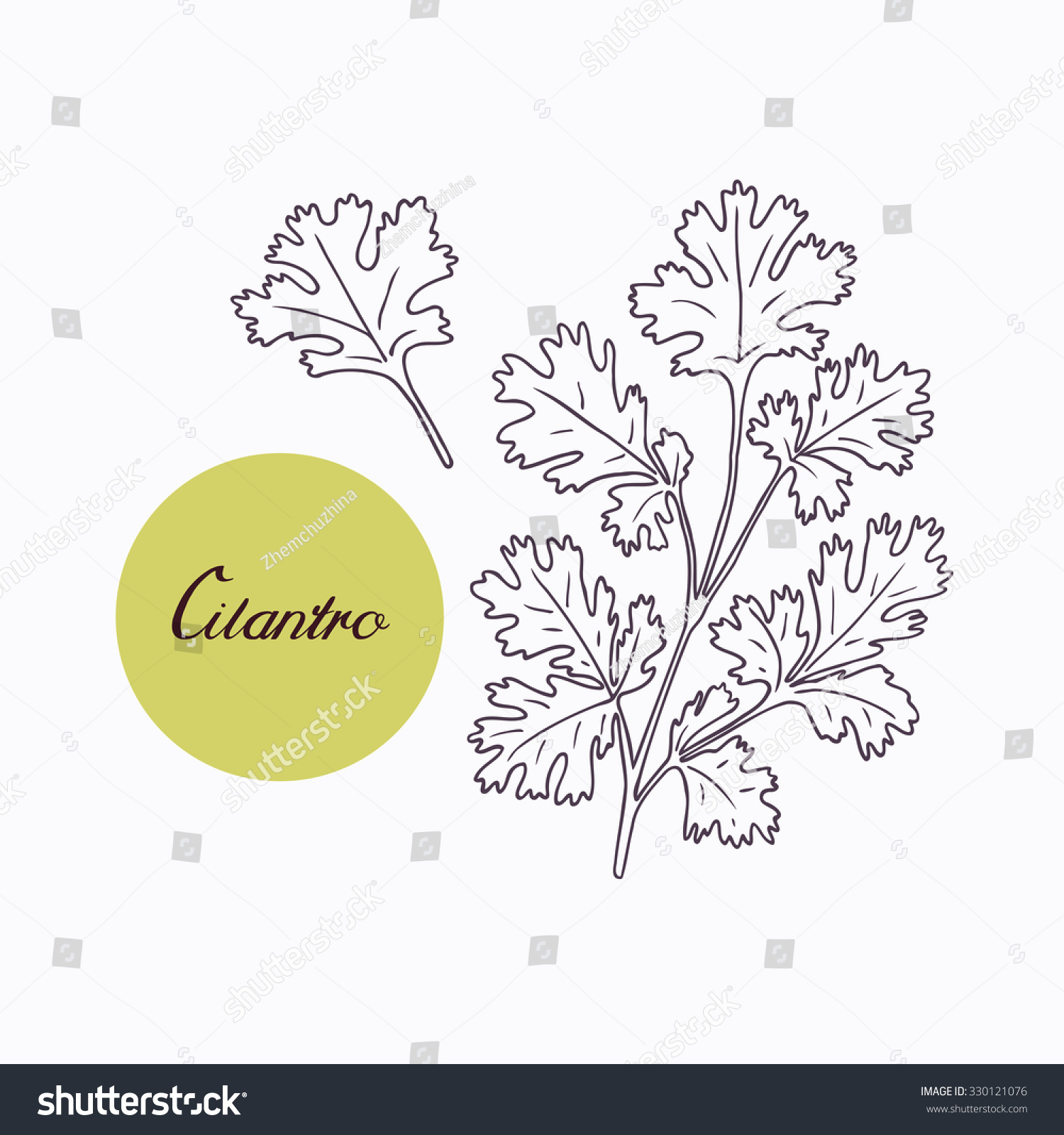 Hand Drawn Cilantro Branch Leaves Isolated Stock Vector 330121076 ...