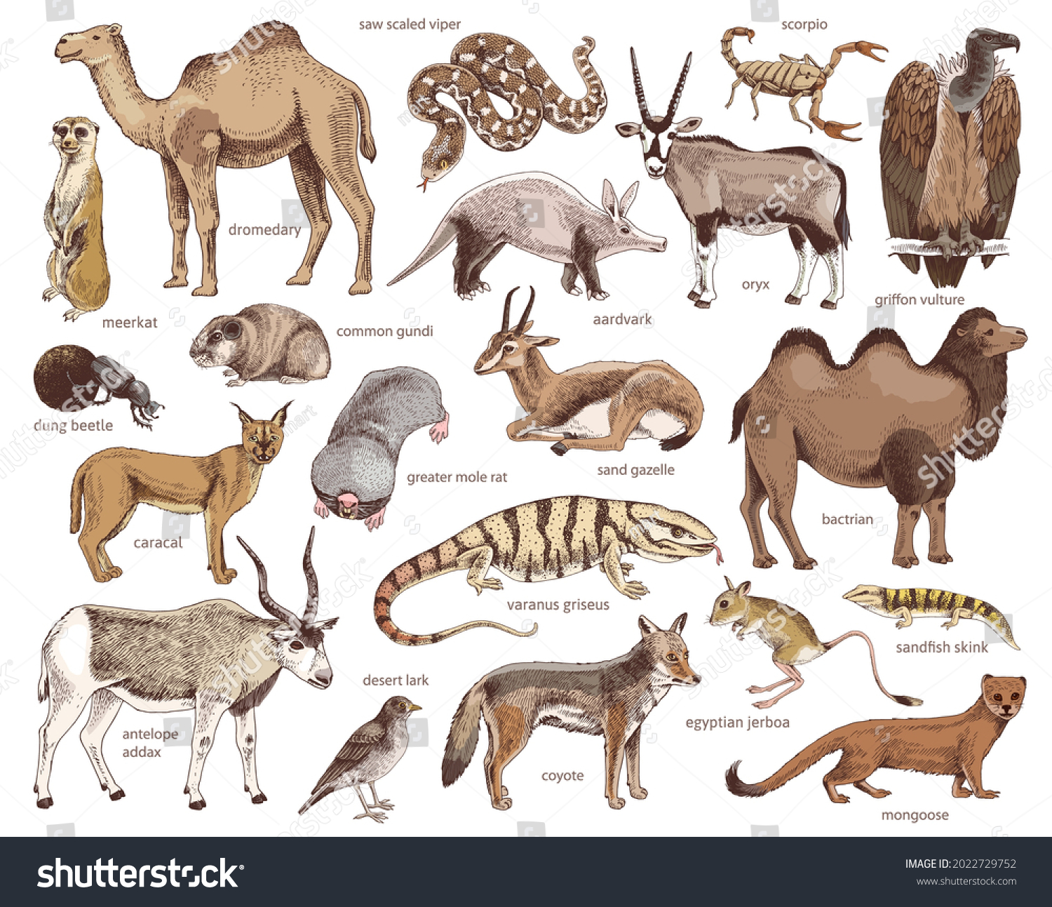 Hand Drawn Collection Desert Animals Stock Vector (Royalty Free ...