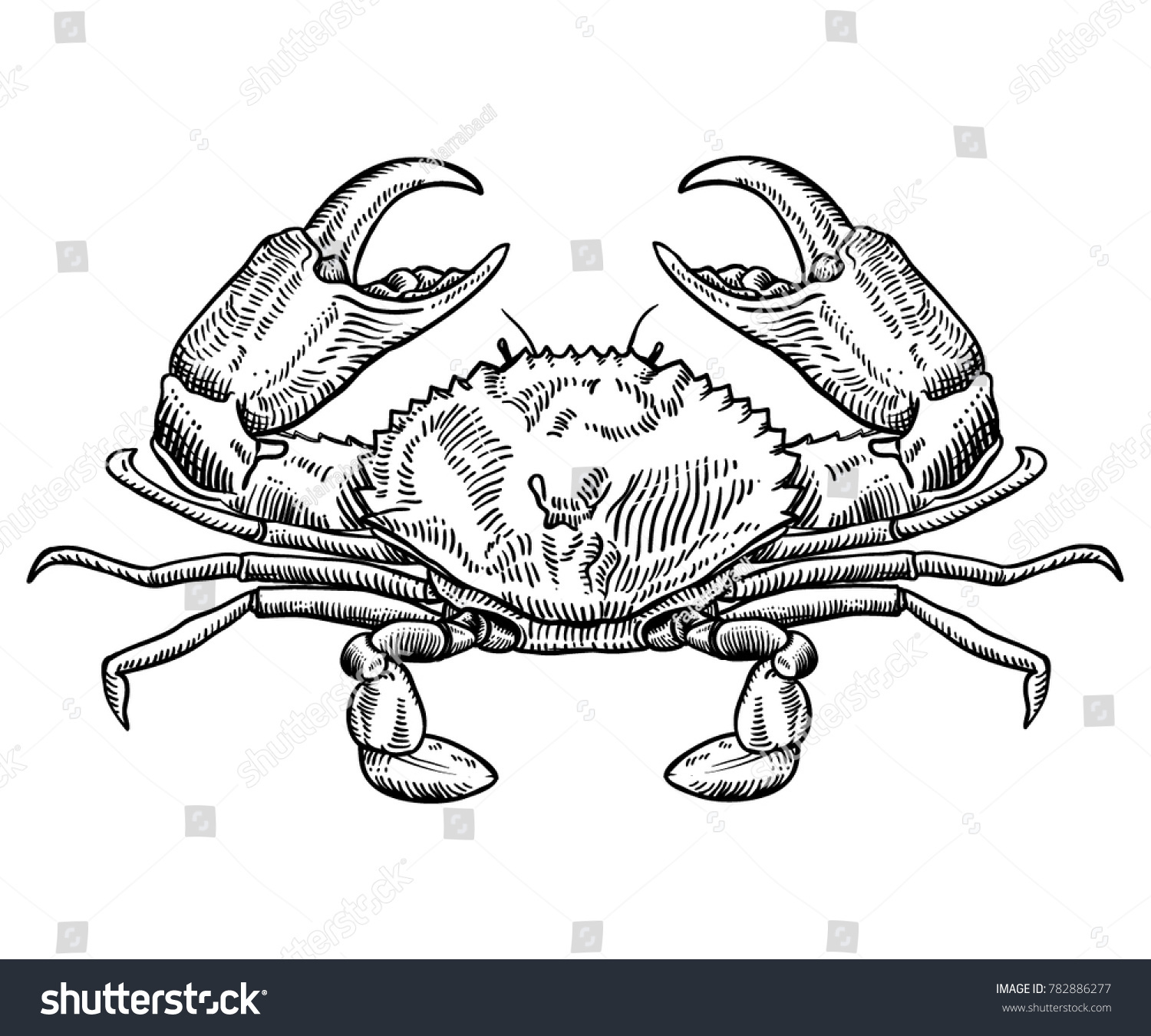 recommend clip art: Hand drawn crab sketch vector illustration. Seafood vector
