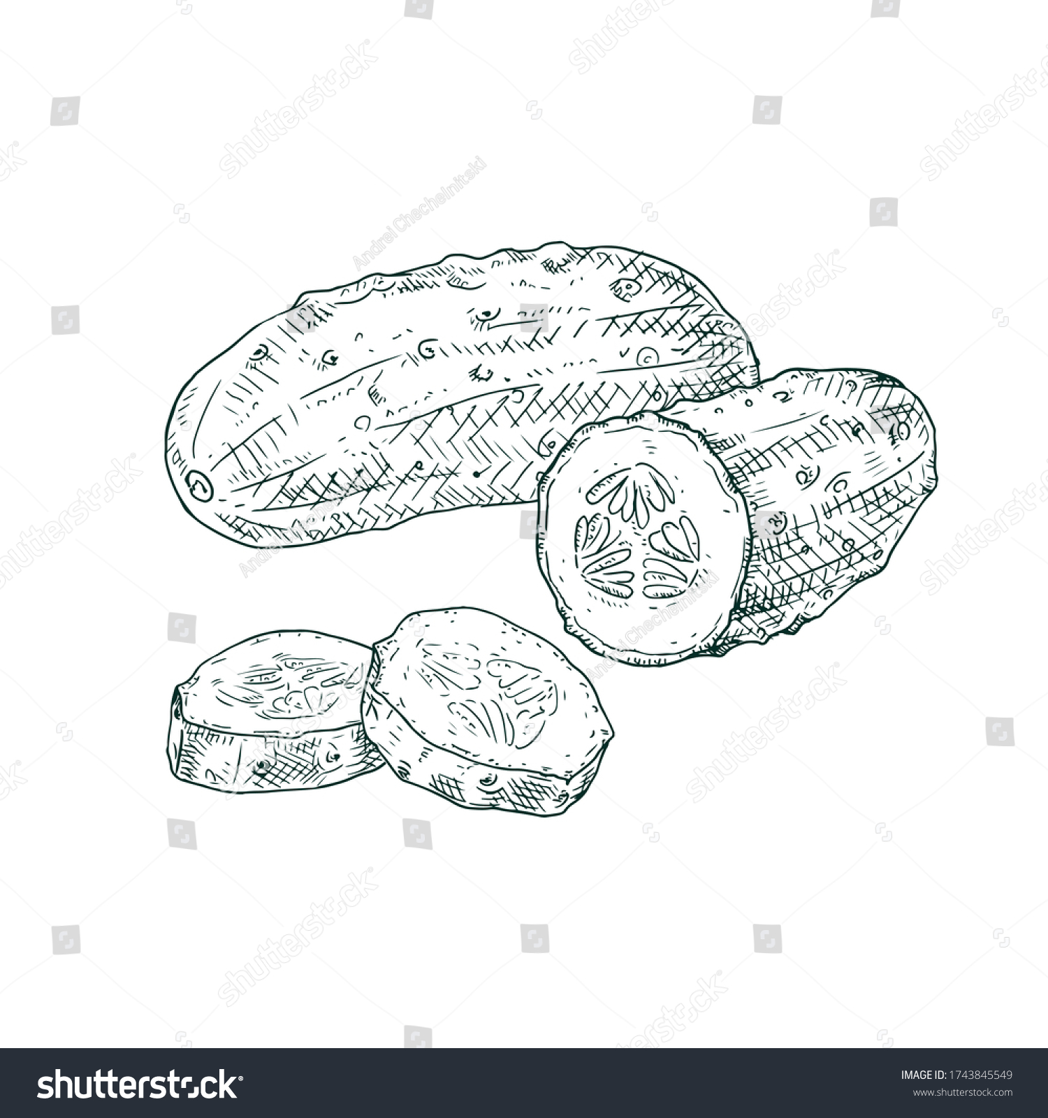 Hand Drawn Cucumber Slices Vector Illustration Stock Vector (Royalty ...