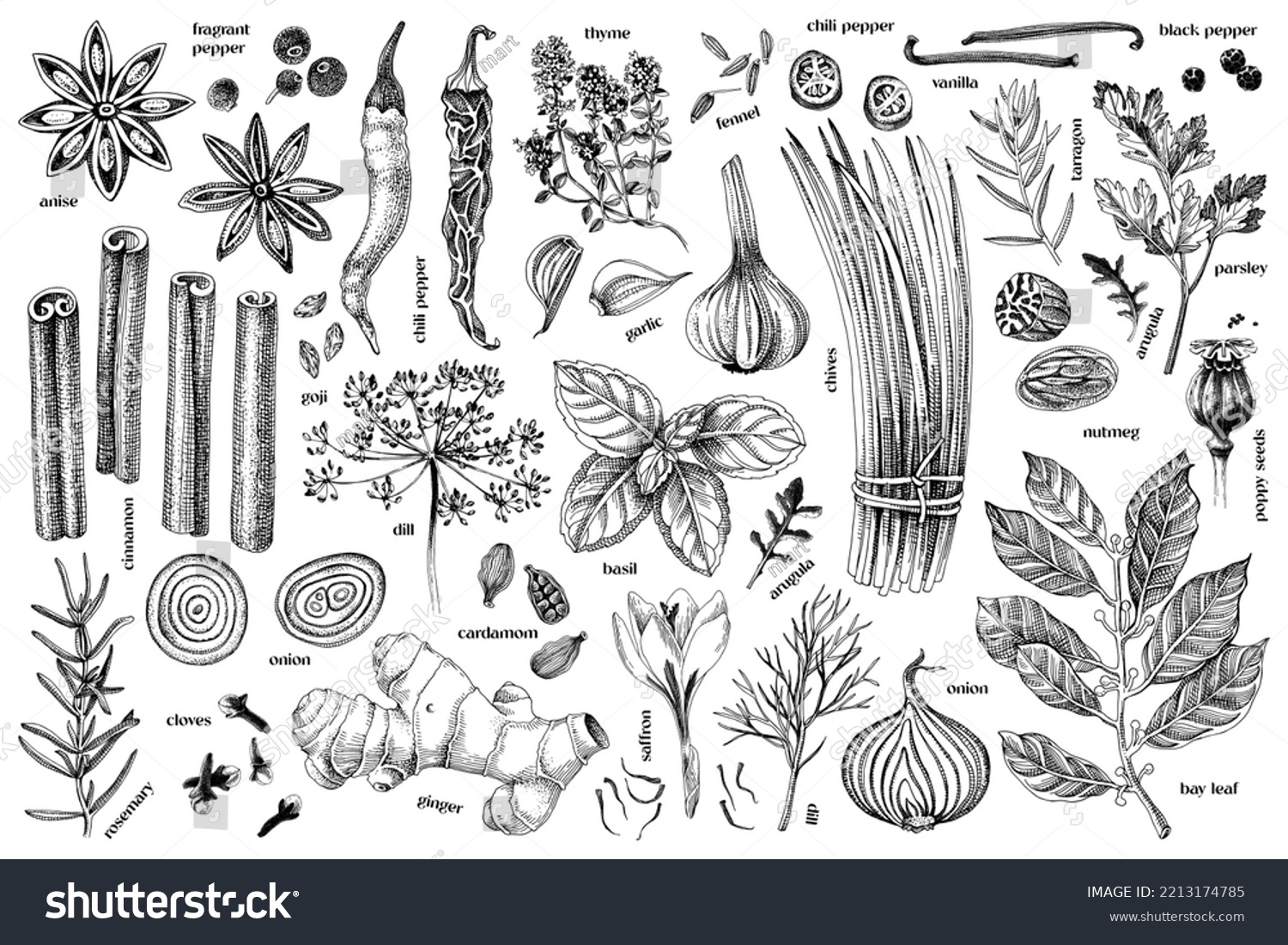 SVG of Hand drawn culinary set of fresh spice svg