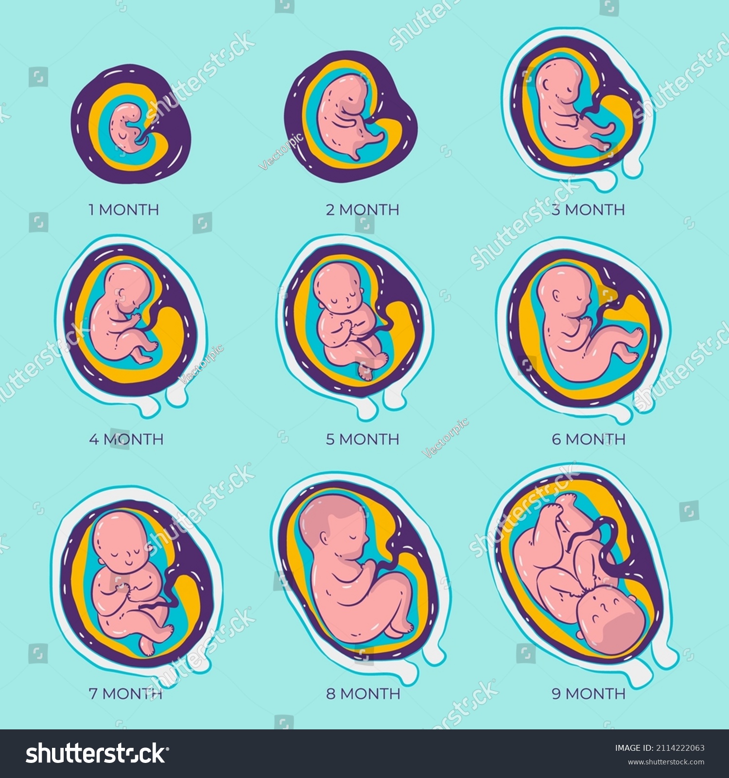 Hand Drawn Fetal Development Set Vector Stock Vector (Royalty Free ...