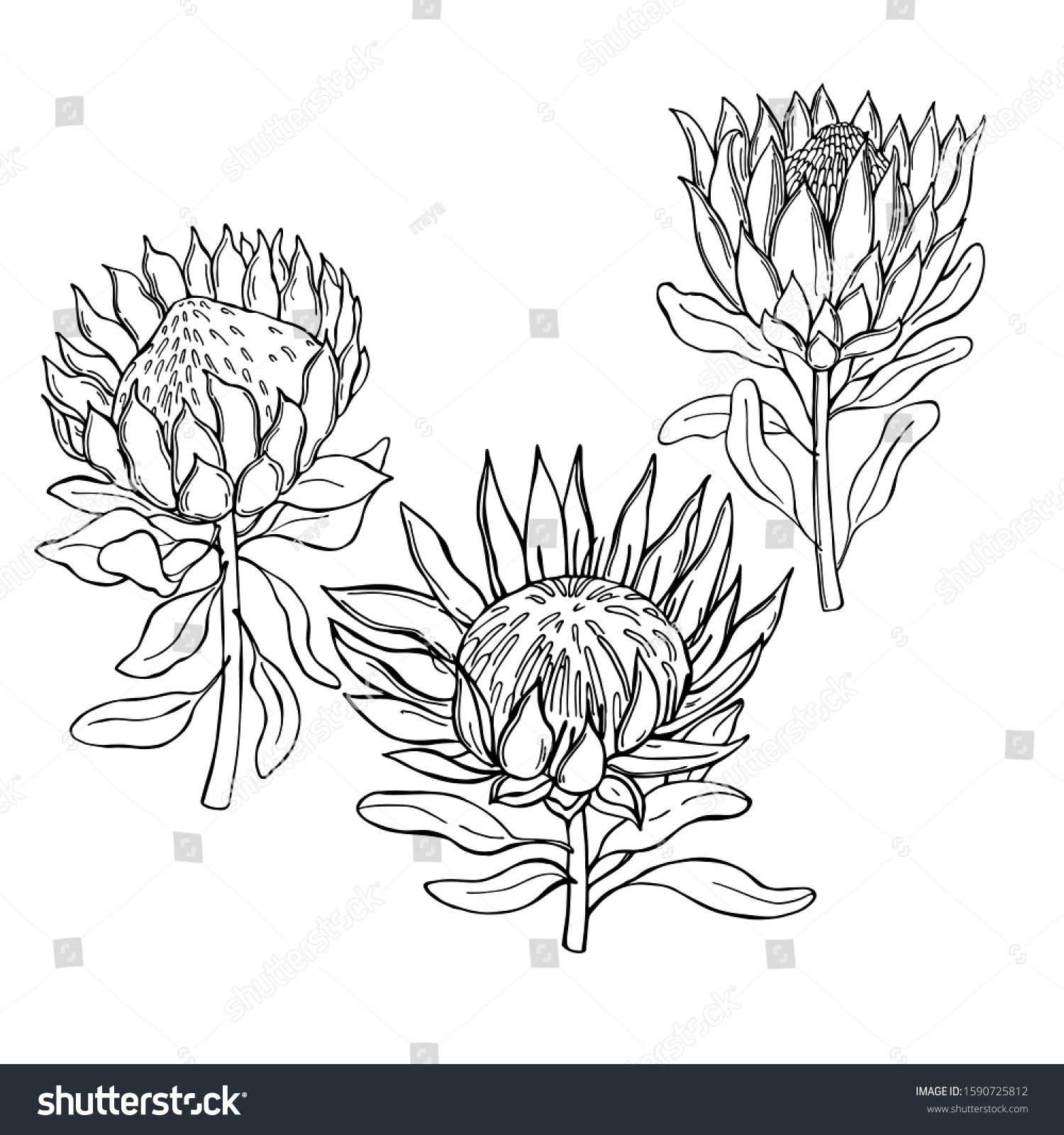 Handdrawn Flowers Protea Vector Sketch Illustration Stock Vector ...