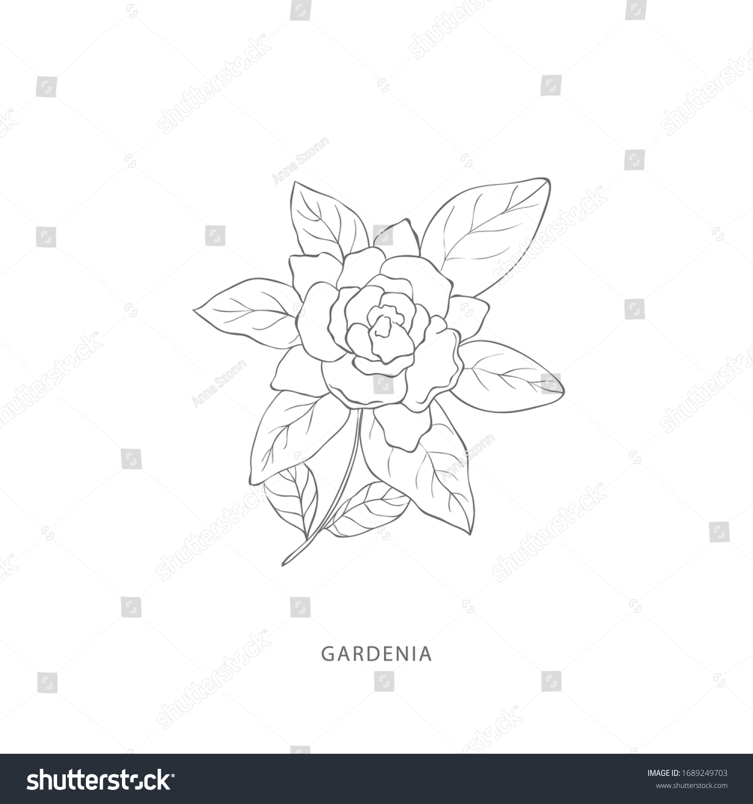 1,524 Vintage gardenia Images, Stock Photos & Vectors | Shutterstock