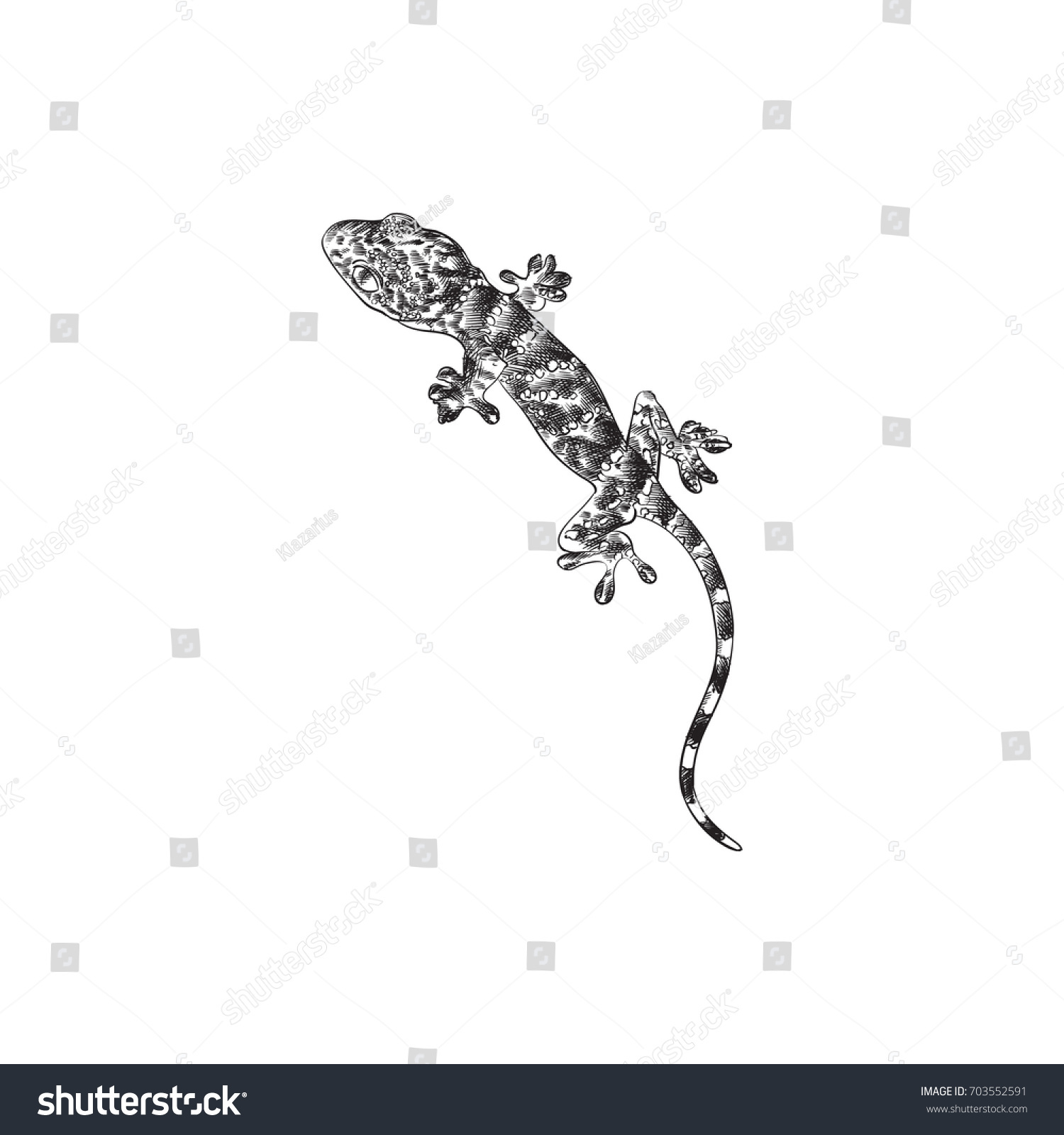 Hand Drawn Gecko Sketch Symbol Vector Stock Vector 703552591 ... for House Lizard Drawing
570bof Hand Drawn Gecko Sketch Symbol Vector Stock Vector 703552591 ... for House Lizard Drawing
570bof