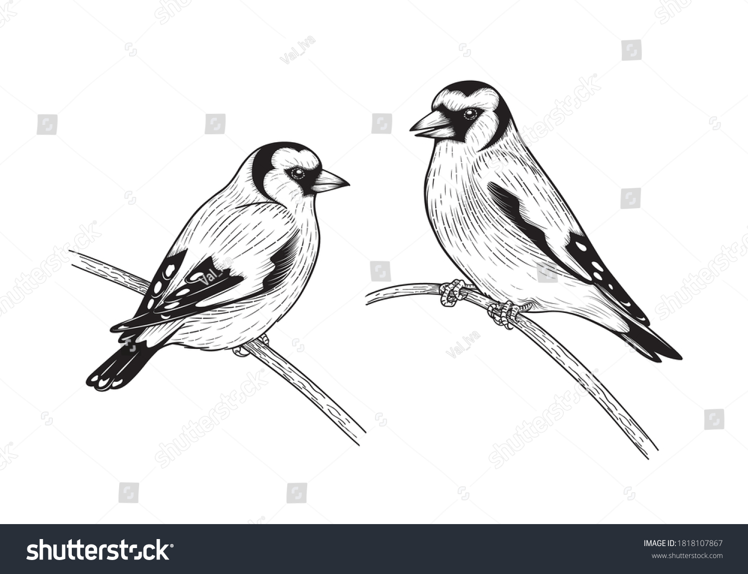 Hand Drawn Goldfinches Isolated On Blank Stock Vector (Royalty Free ...