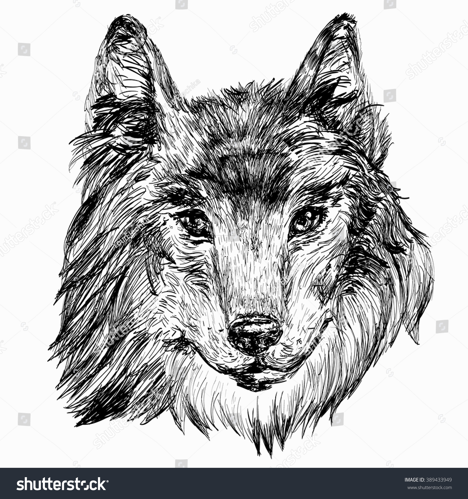 Hand Drawn Head Wolf Vector Illustration Stock Vector (Royalty Free ...