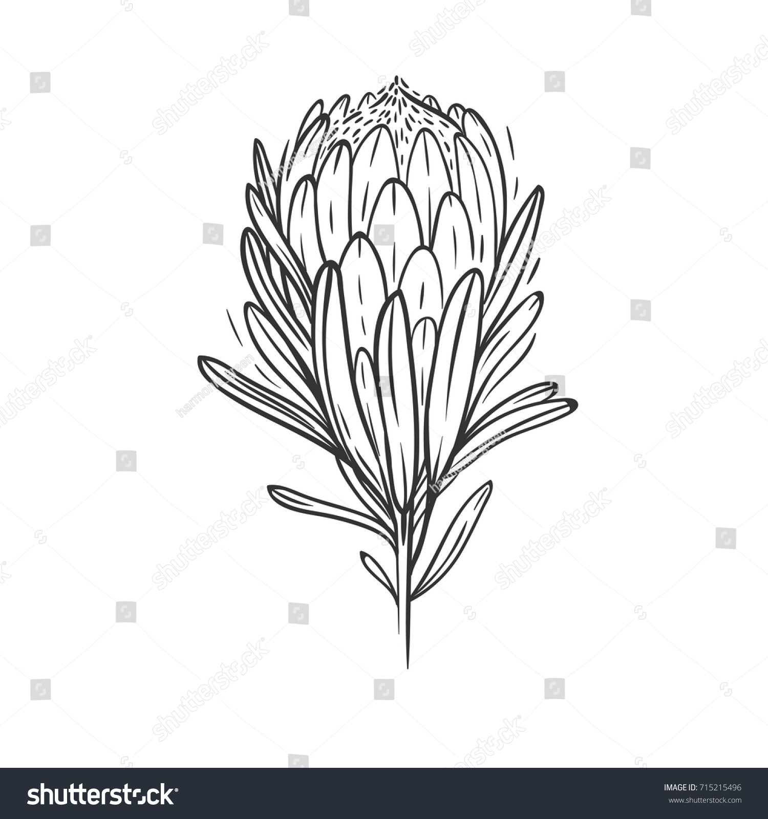 Hand Drawn Illustration Protea Flower Isolated Stock Vector 715215496 ...