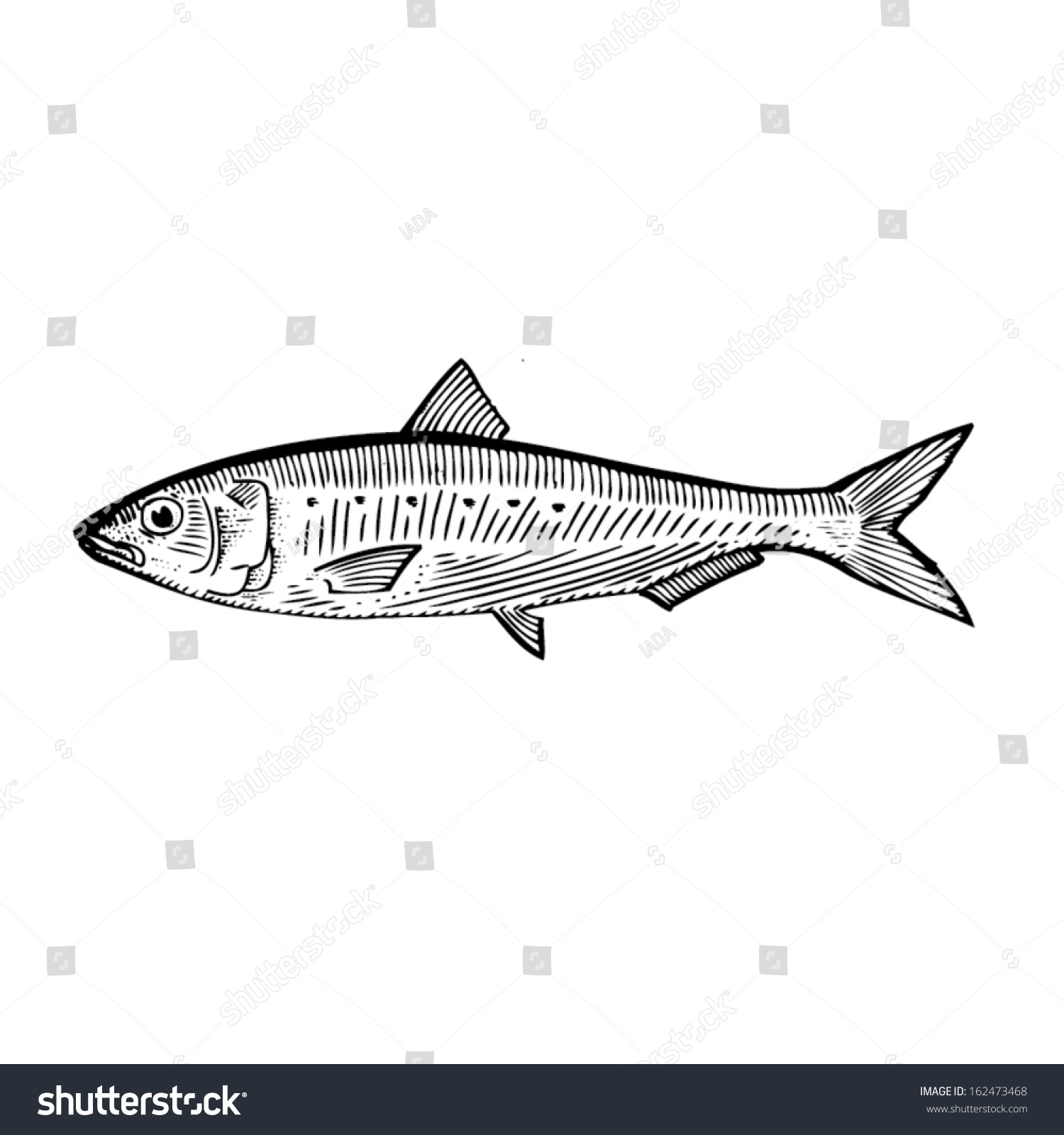 Hand Drawn Illustration Sardine เวกเตอร์สต็อก (ปลอดค่าลิขสิทธิ์) 162473468