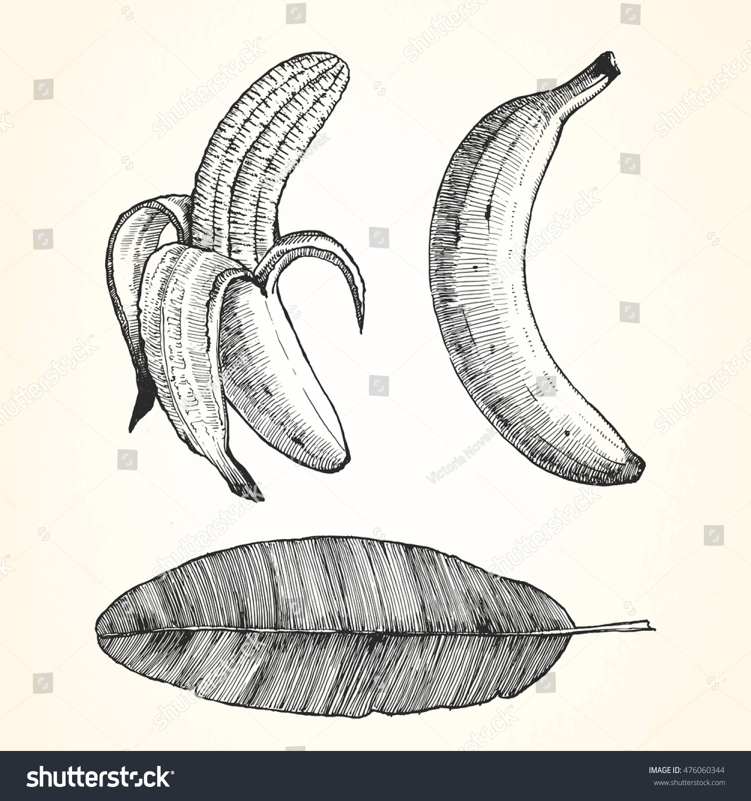 Handdrawn Illustration Banana Vector Stock Vector Royalty Free Shutterstock