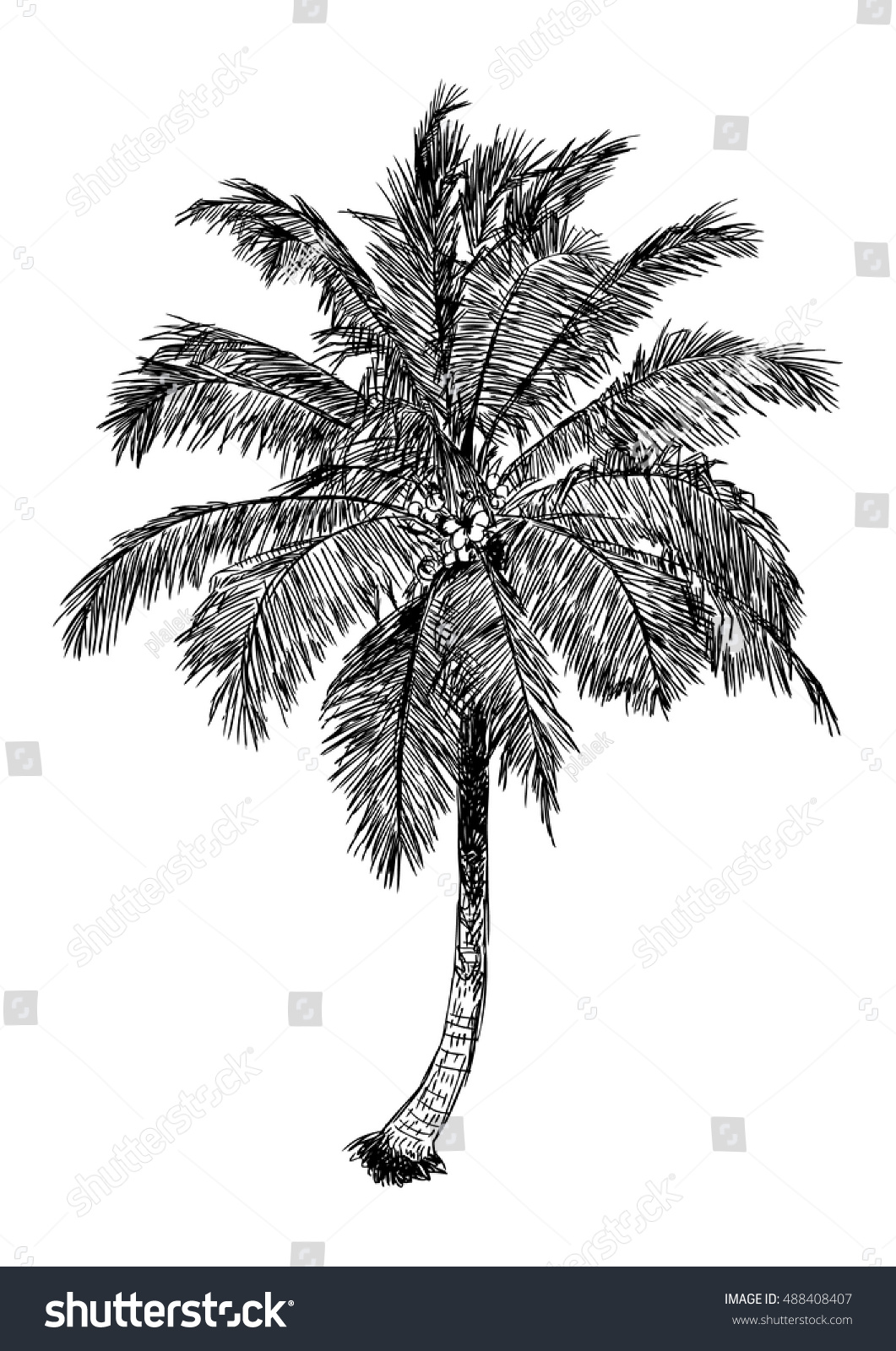 Hand Drawn Illustration Coconut Tree Sketch Stock Vector 488408407 ...