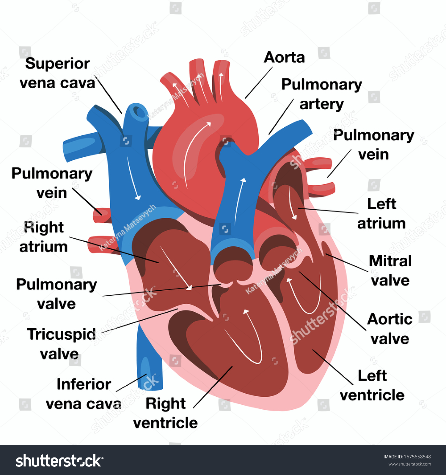 Heart blood flow anatomical diagram with atrium and ventricle system. Hand Drawn Illustration Human Heart Anatomy Stock Vector Royalty Free 1675658548