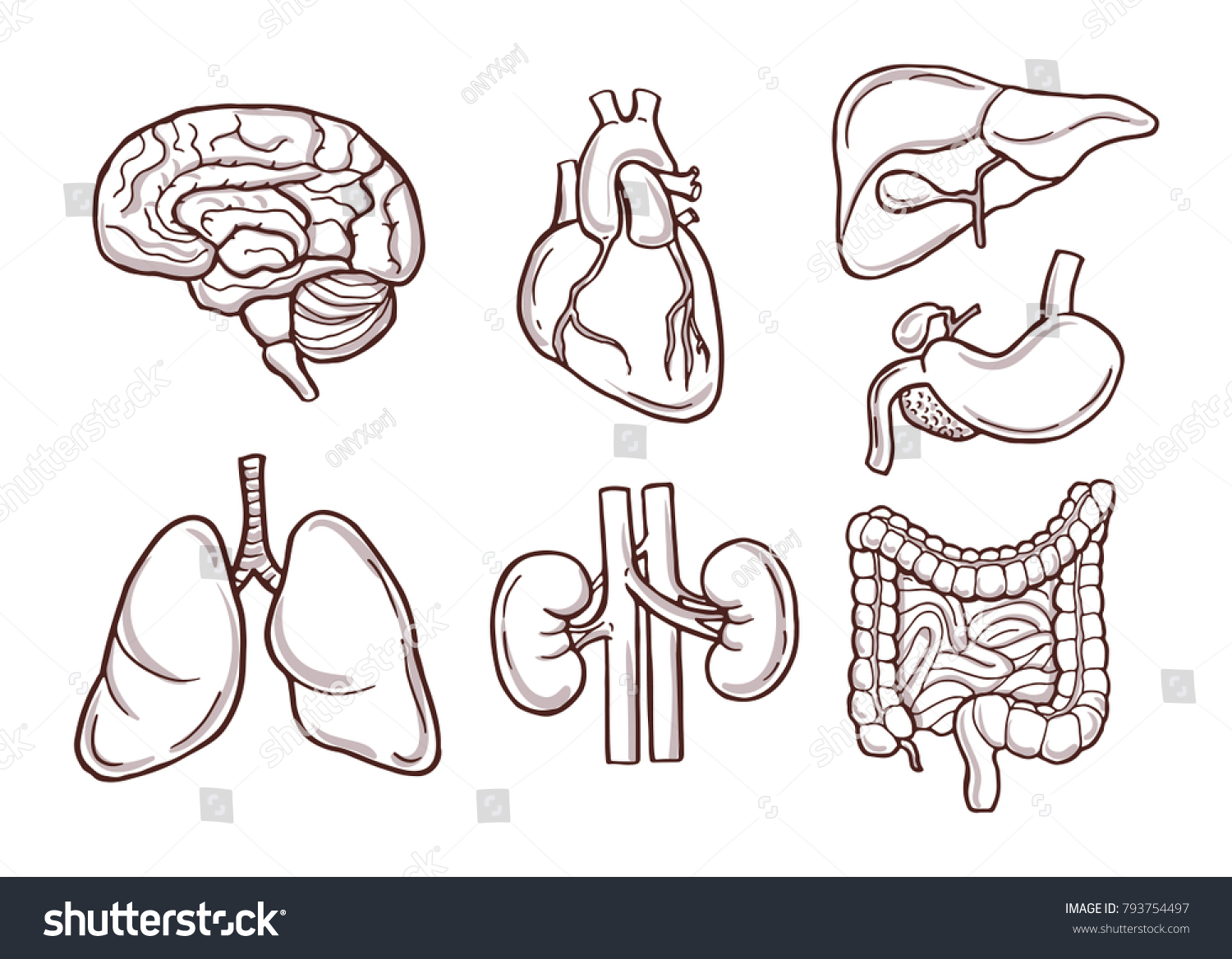 Internal organs drawing Images, Stock Photos & Vectors | Shutterstock