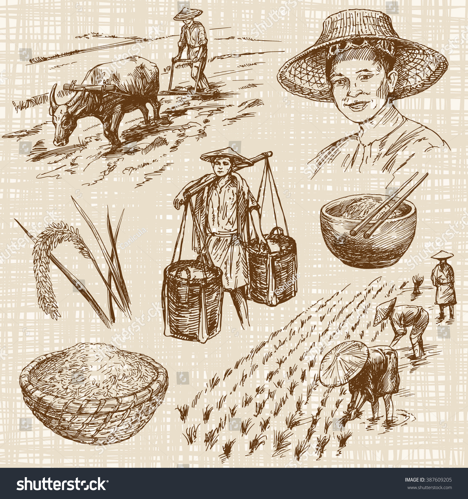 Hand Drawn Illustration Rice Harvest Stock Vector 387609205 - Shutterstock