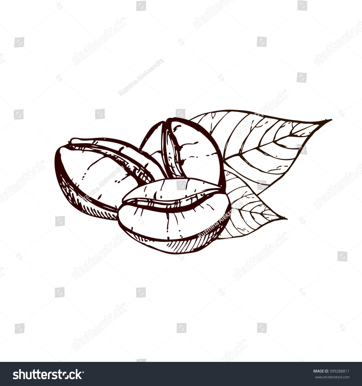 Hand Drawn Ink Coffee Beans, Sketch Of Coffee Beans. Vector Eps 10 ...