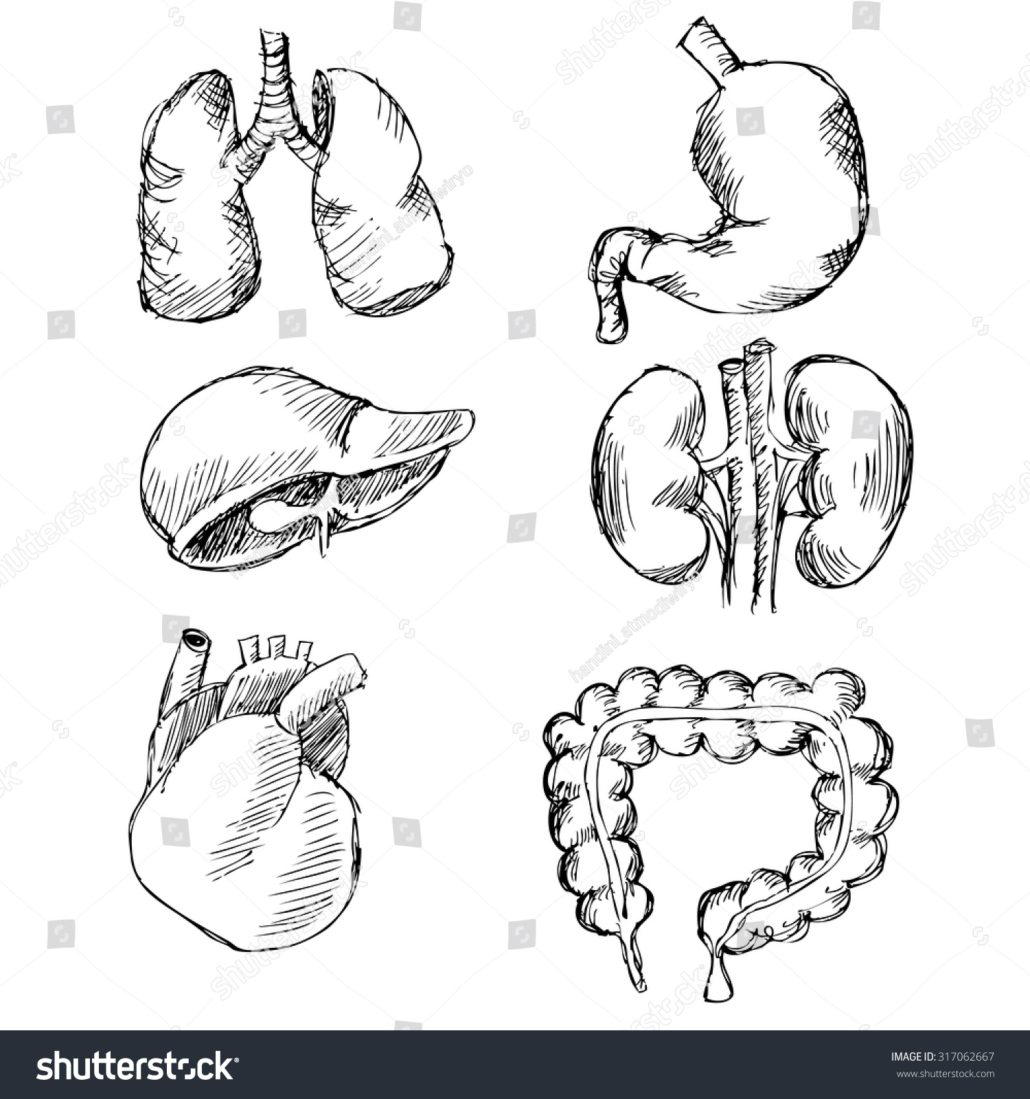 Hand Drawn Internal Organs Stock Vector 317062667 Shutterstock