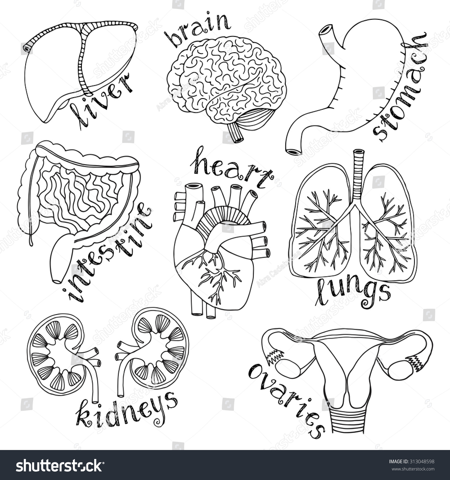 Hand Drawn Isolated Human Internal Set. Collection Of Line Organs ...