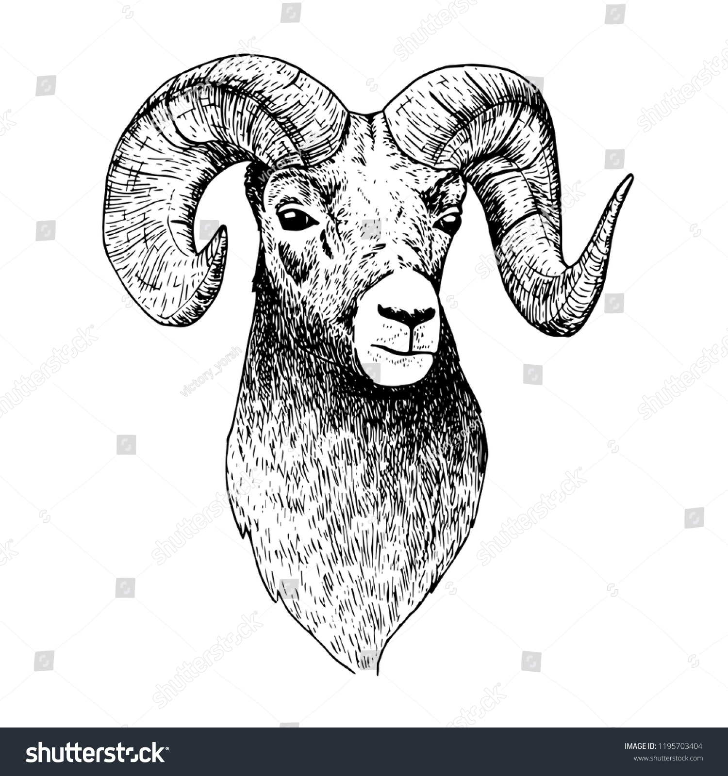 Hand Drawn Isolated Vector Mountain Sheep Stock Vector (Royalty Free ...