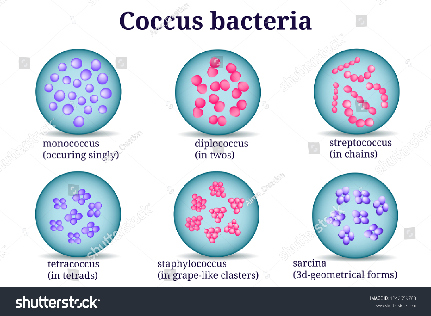 Hand Drawn Microbiology Set Arrangements Coccus Vector De Stock Libre