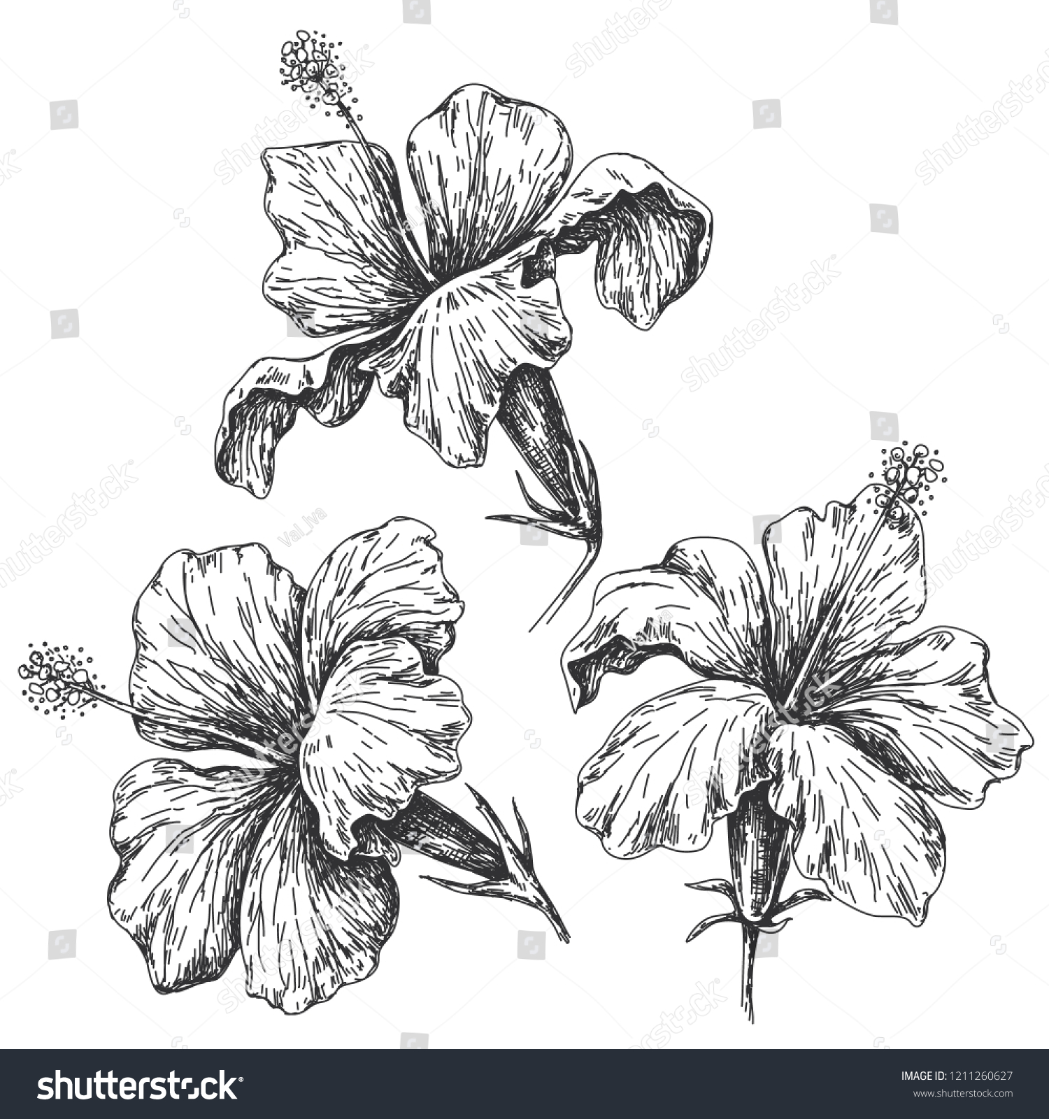 Hibiscus flower sketch Images, Stock Photos & Vectors | Shutterstock