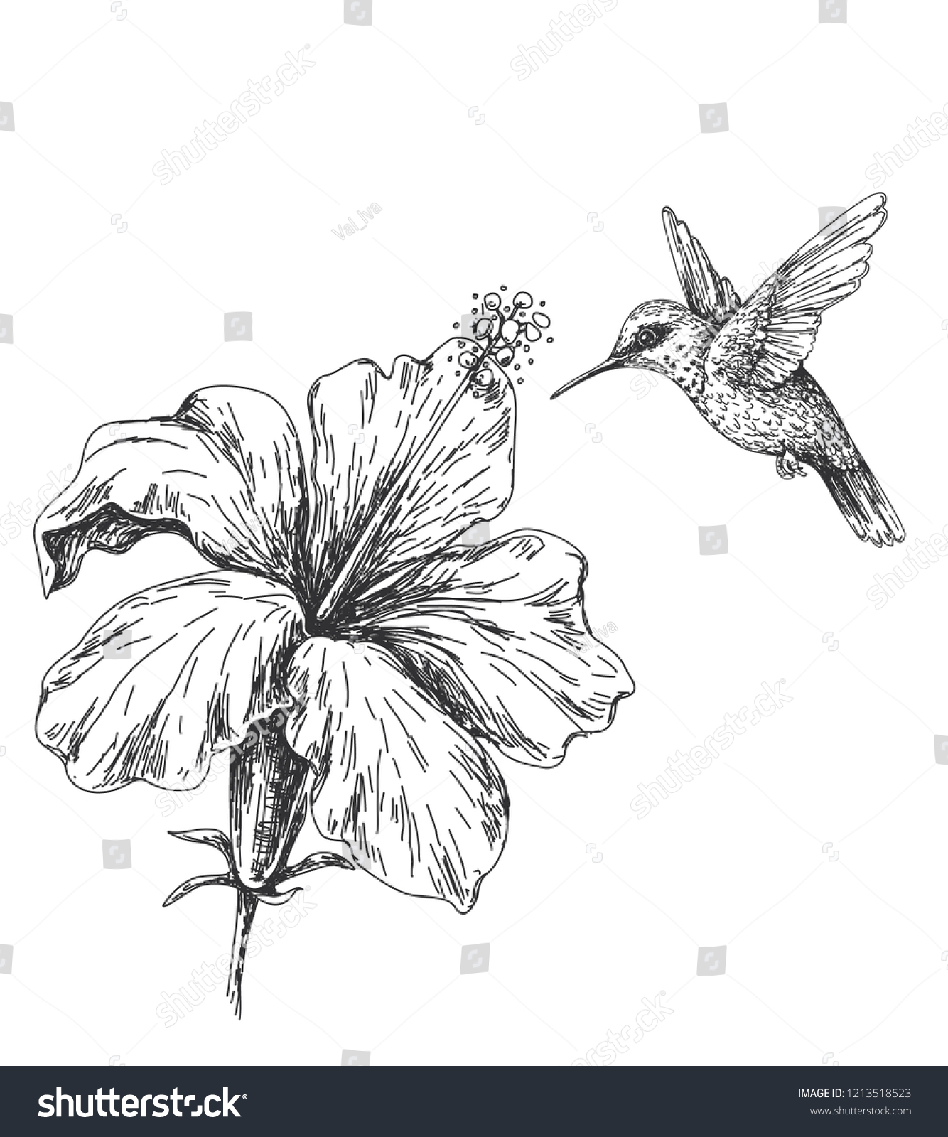 Hand Drawn Monochrome Humming Bird Hibiscus Stock Vector Royalty Free