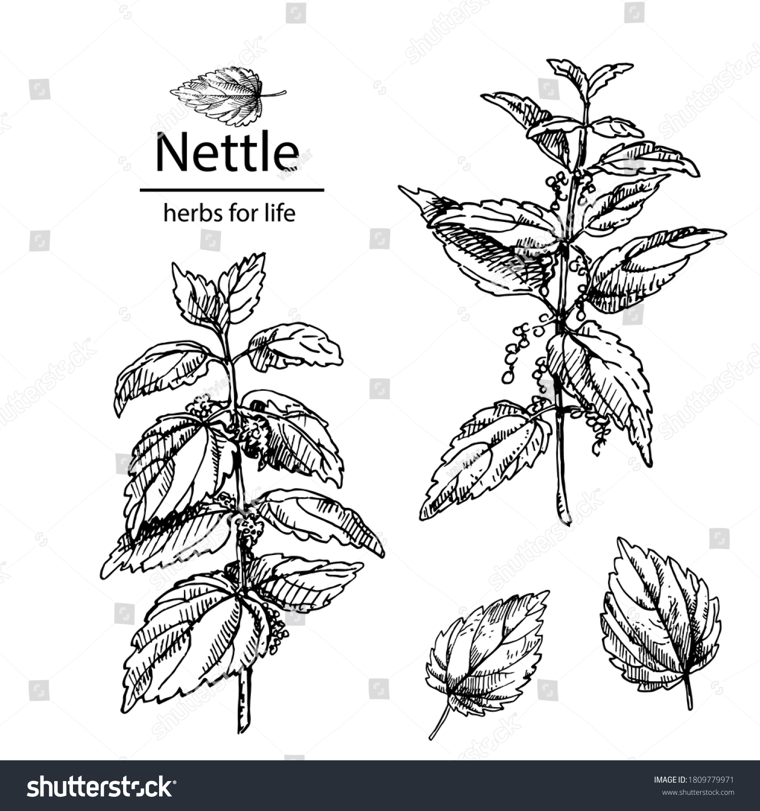 Stinging Nettle Stock Vectors Images Vector Art Shutterstock Stinging Nettle Stock Vectors Images Vector Art Shutterstock