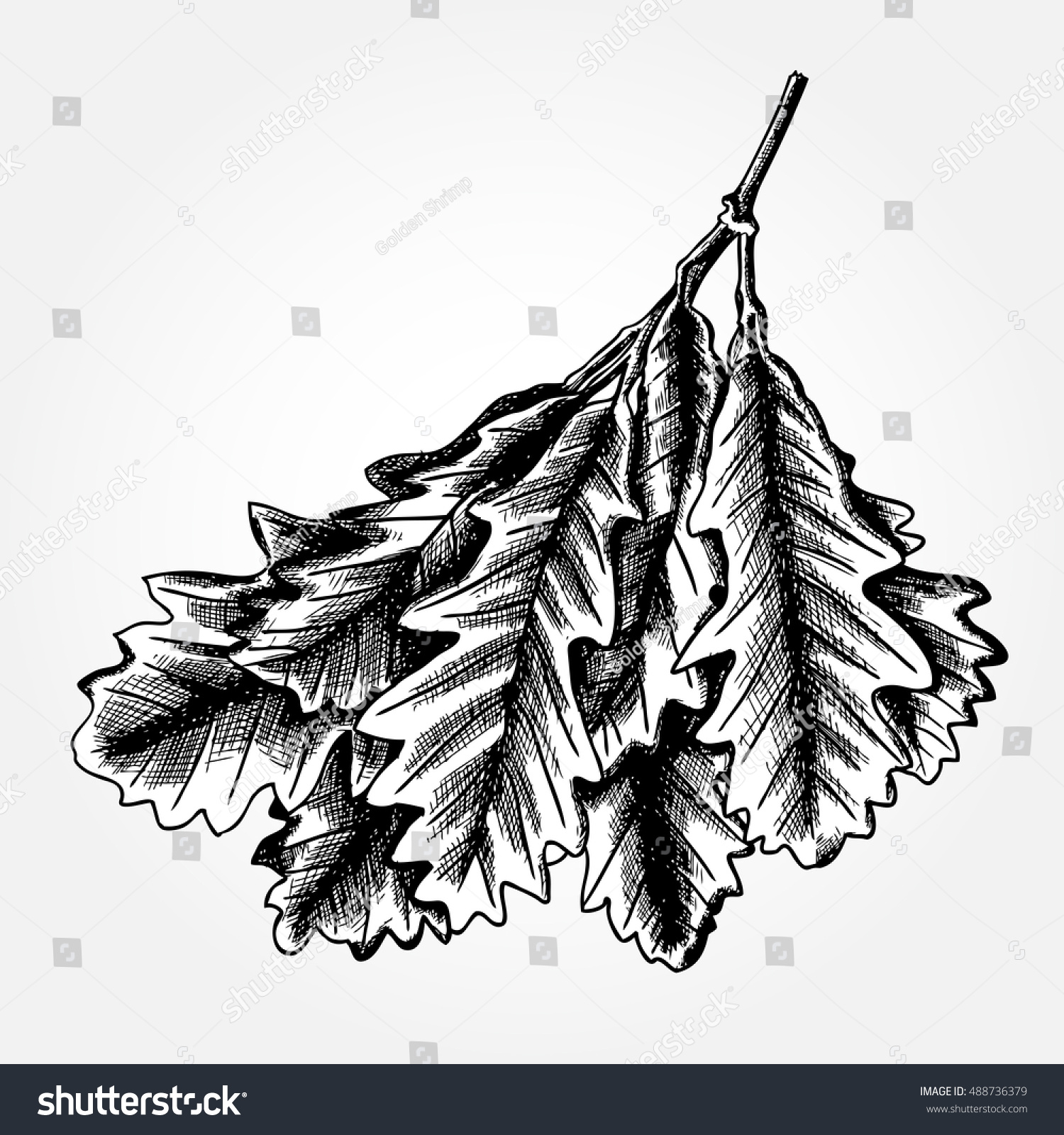 Hand Drawn Oak Leaf Oak Leaves Stock Vector 488736379 - Shutterstock
