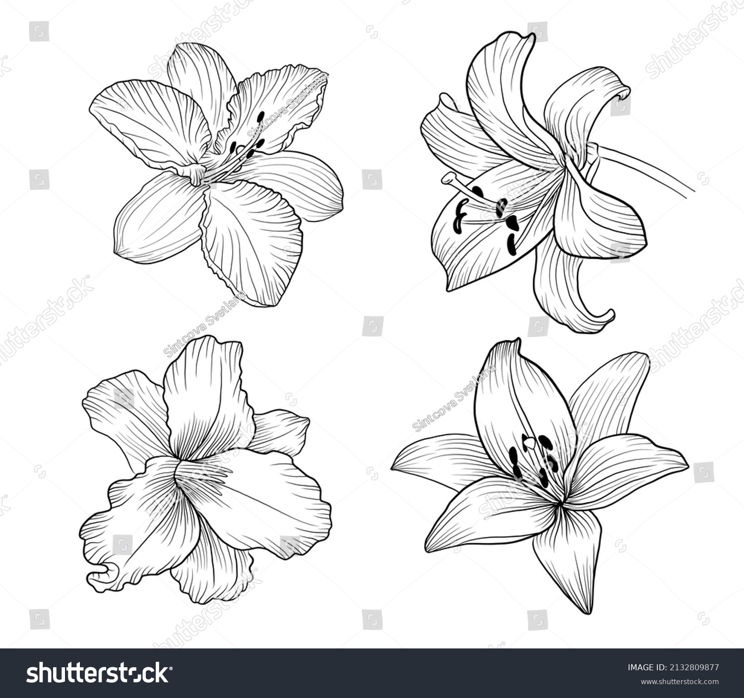 Hand Drawn Outline Vector Lilly Flowers Stock Vector (Royalty Free ...