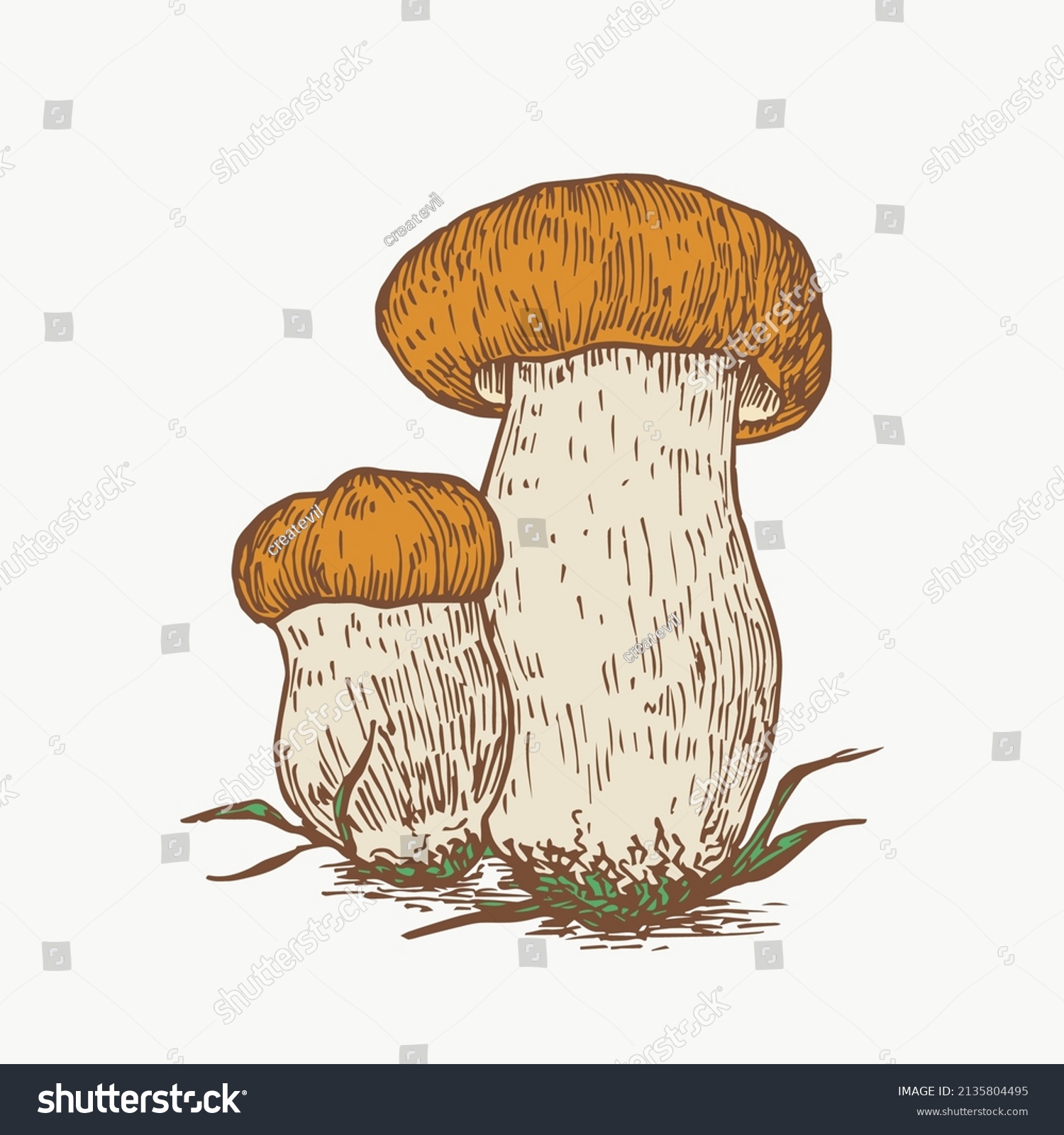 recommend clip art: Hand Drawn Penny Bun Boletus Mushrooms Abstract Color Illustration. Fungus Group Engraved Vector Drawing. Isolated