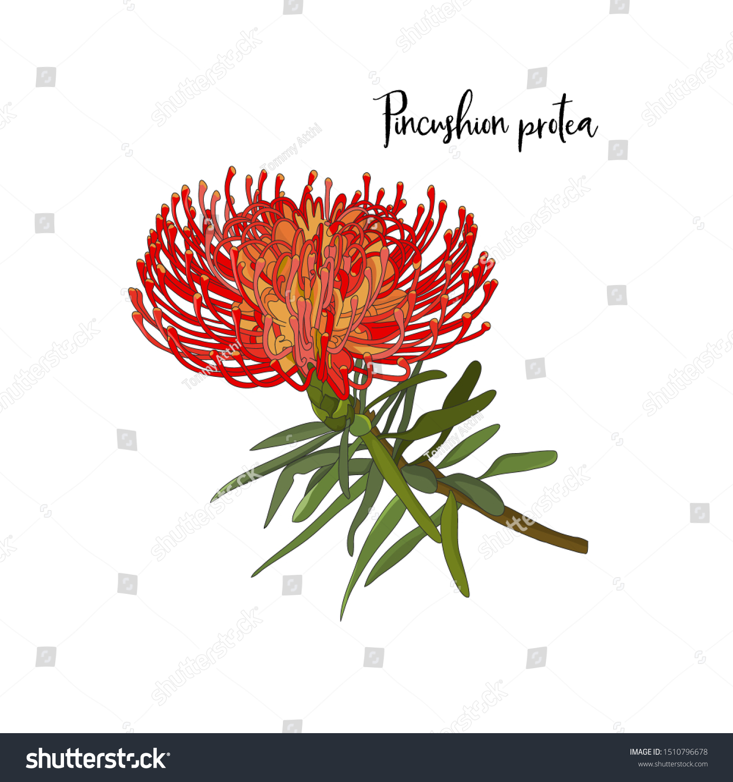 Hand Drawn Pincushion Proteaaustralia Native Flower Stock Vector Royalty Free 1510796678