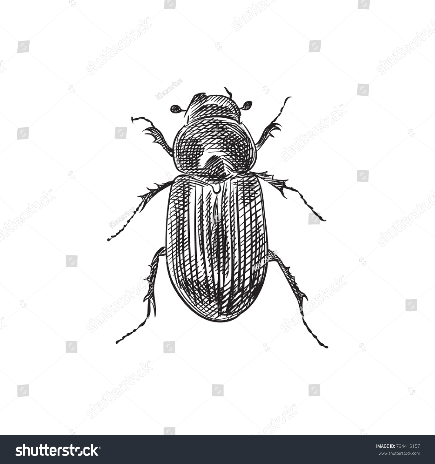 SVG of Hand Drawn Scarab Sketch Symbol. Vector Ground Beetle Element In Trendy Style. svg