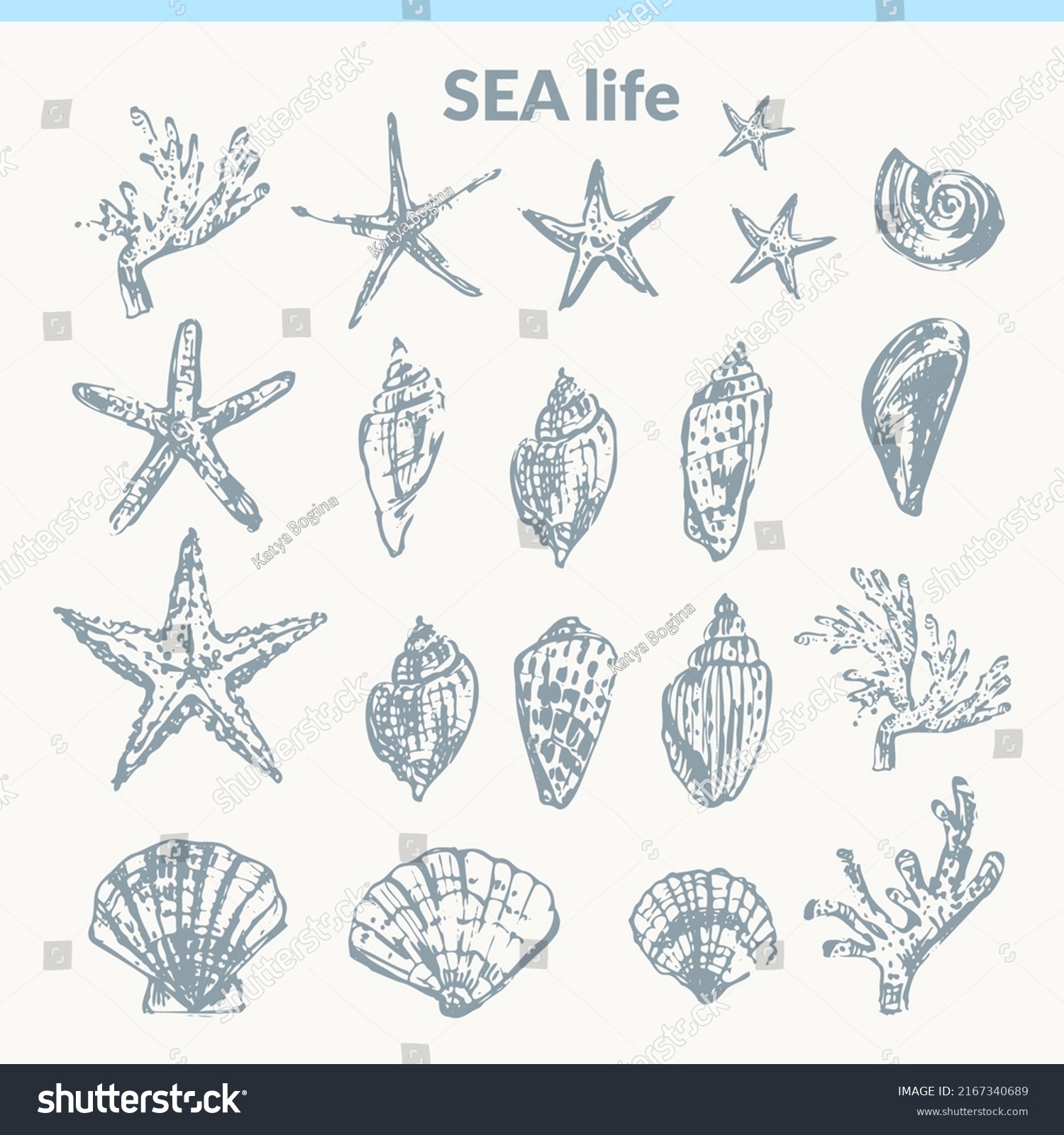 Hand Drawn Seashell Pencil Sketch Set Stock Vector (Royalty Free ...