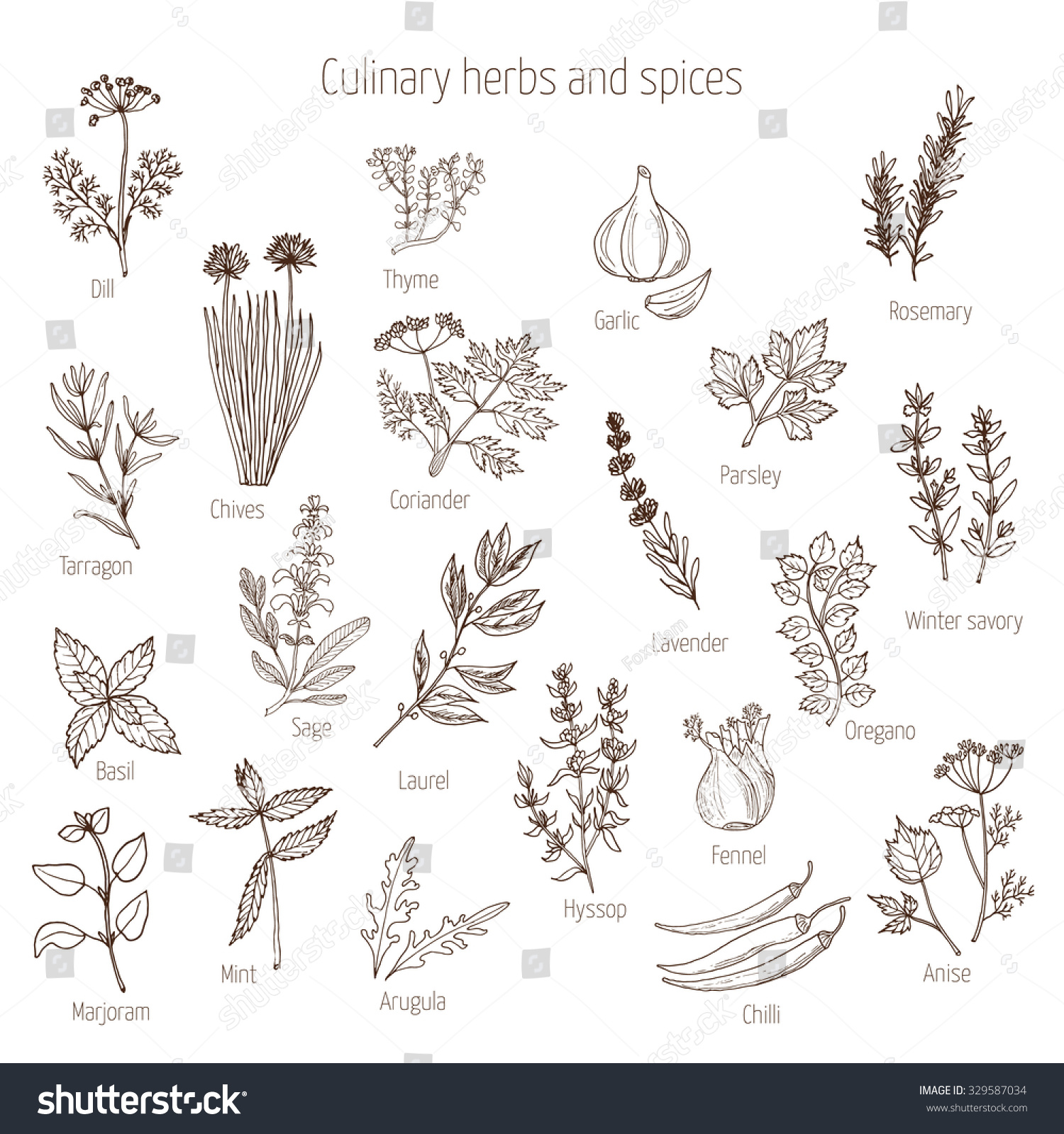 Hand Drawn Set Of Culinary Herbs And Spices. Vector Illustration ...