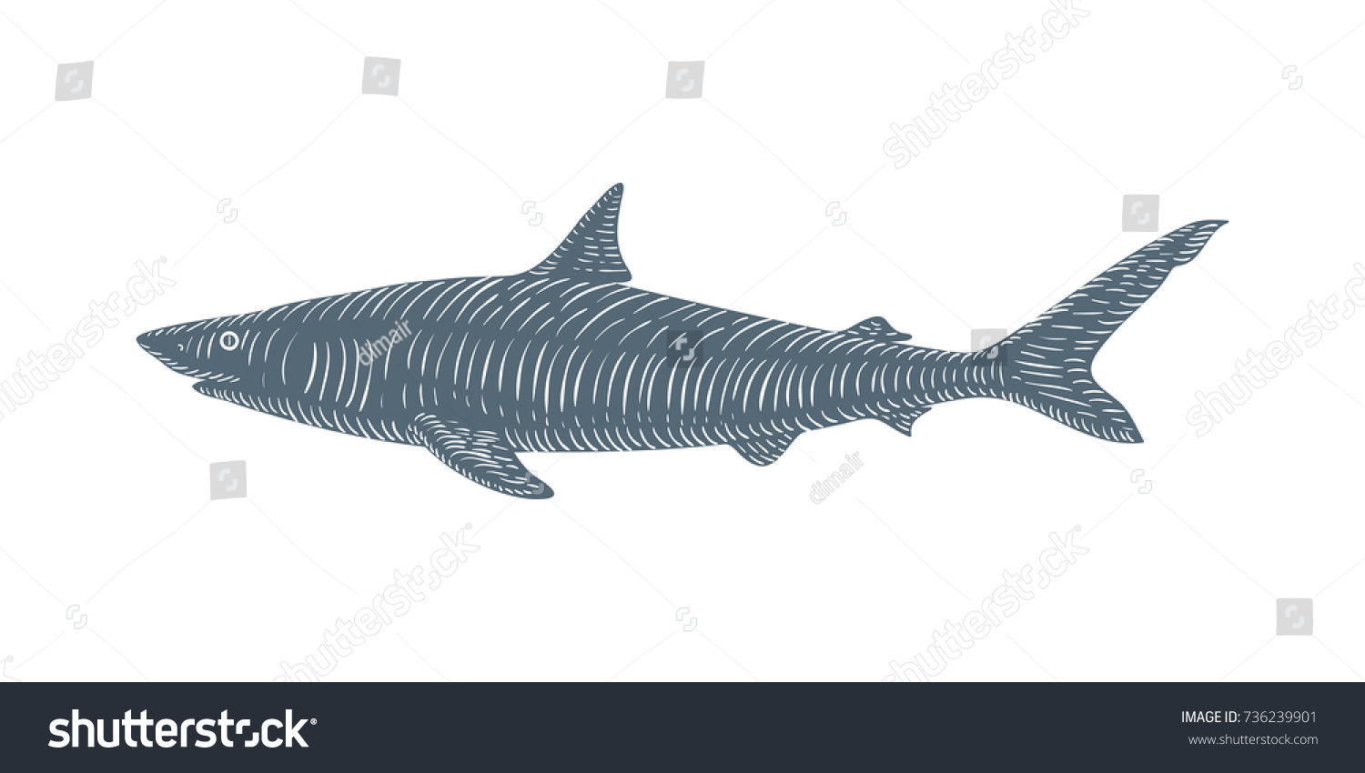 Uncategorized Drawn Shark hand drawn shark sketch engraved style stock vector 736239901 illustration