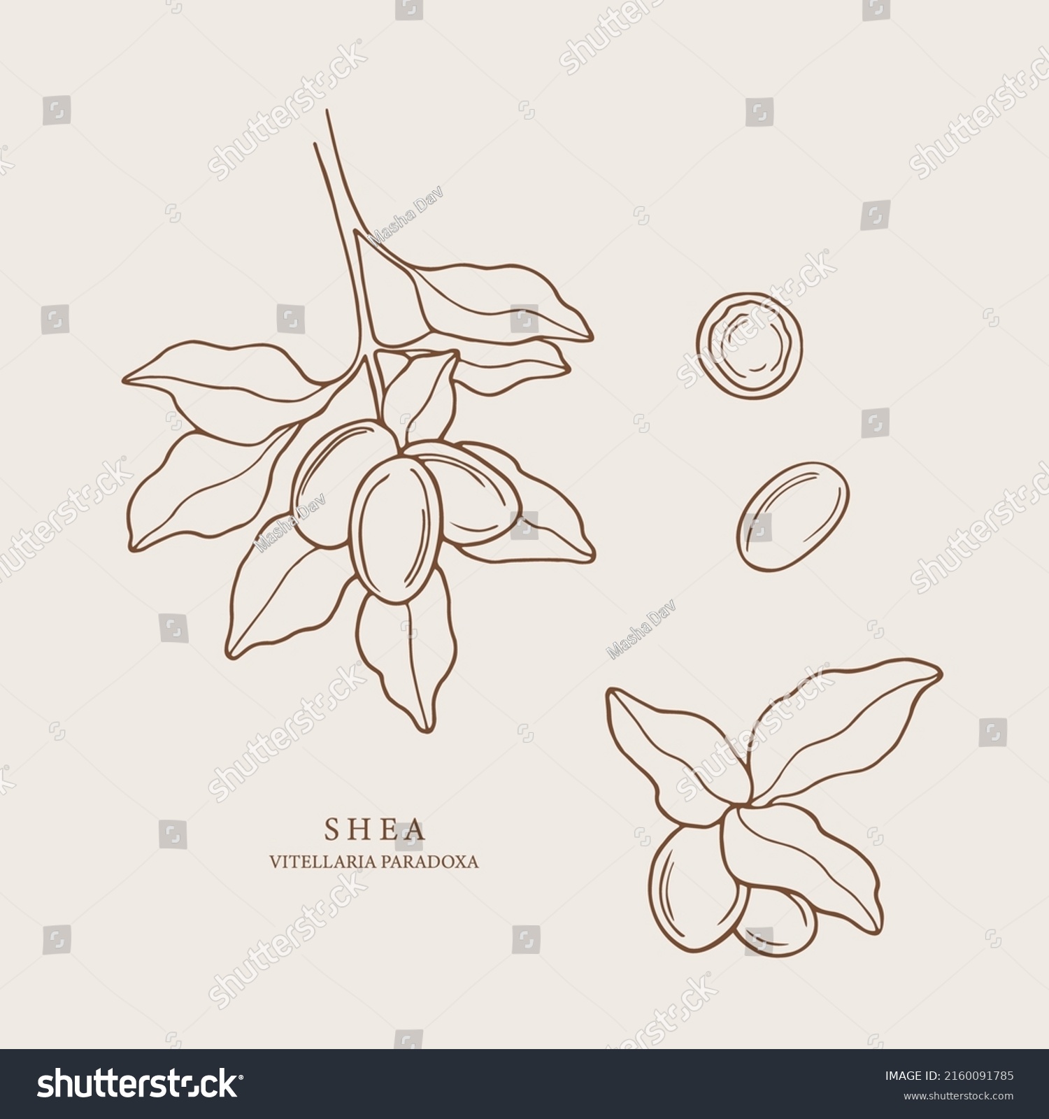 SVG of Hand drawn shea collection. Botanical design for organic cosmetics, medicine svg