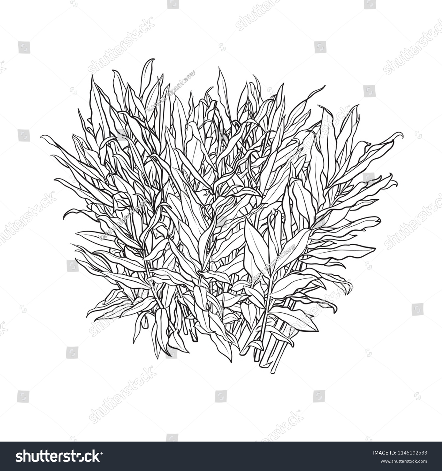 Hand Drawn Shrub Galangal Plant Vector Stock Vector (Royalty Free ...